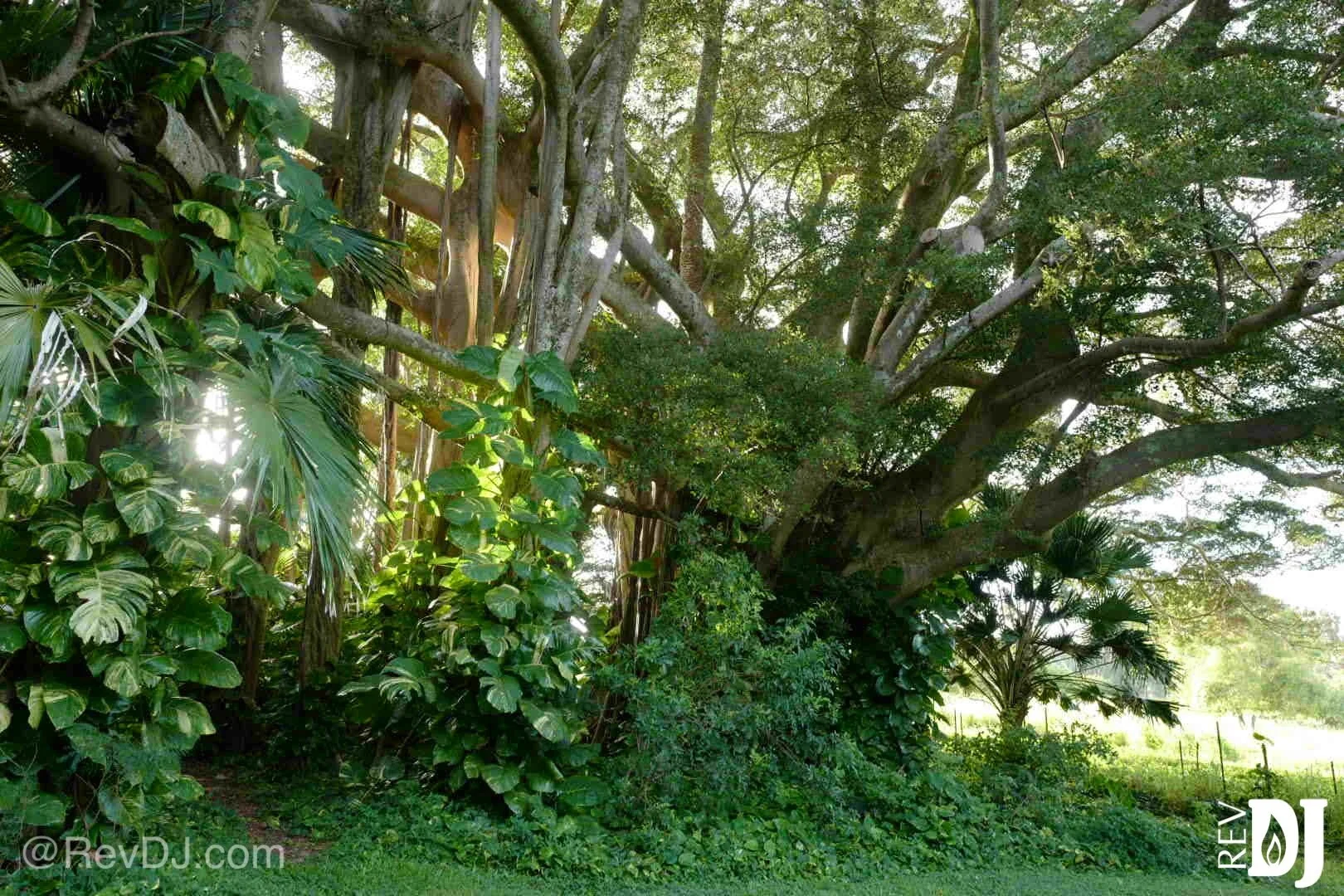 The North side of Kona