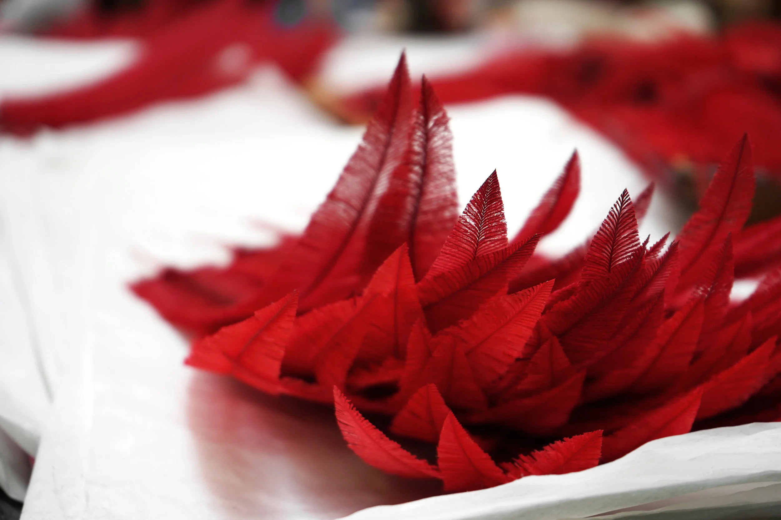 MaisonFevrier_Plumes_Autruche_Spadone.jpg