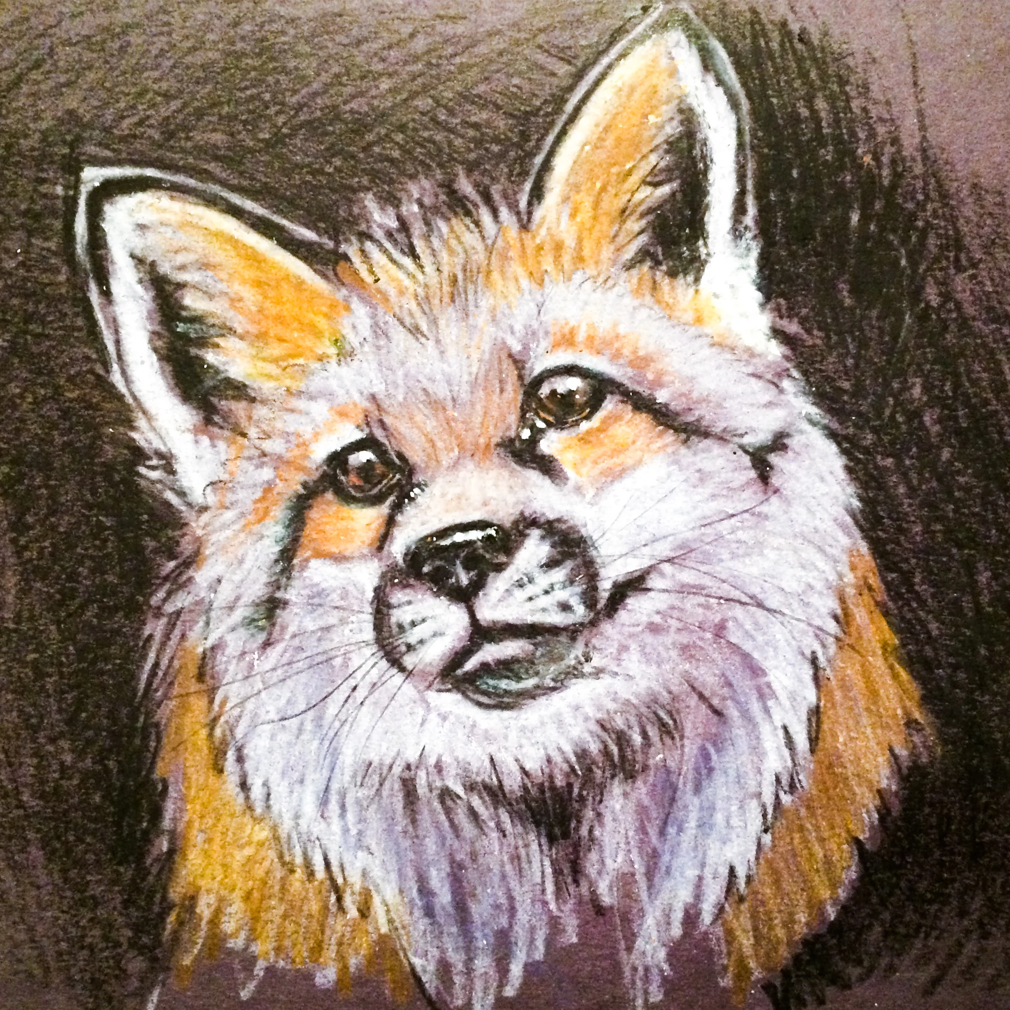 Cheeky Fox