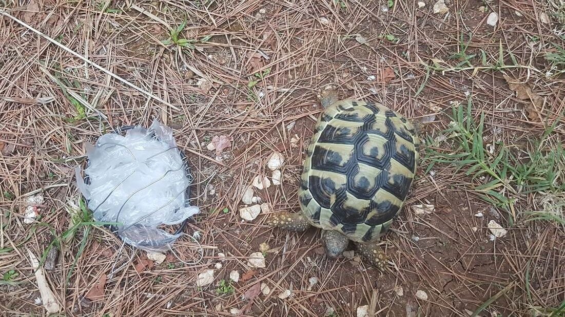 Schildkröte aus Plastik von Moritz