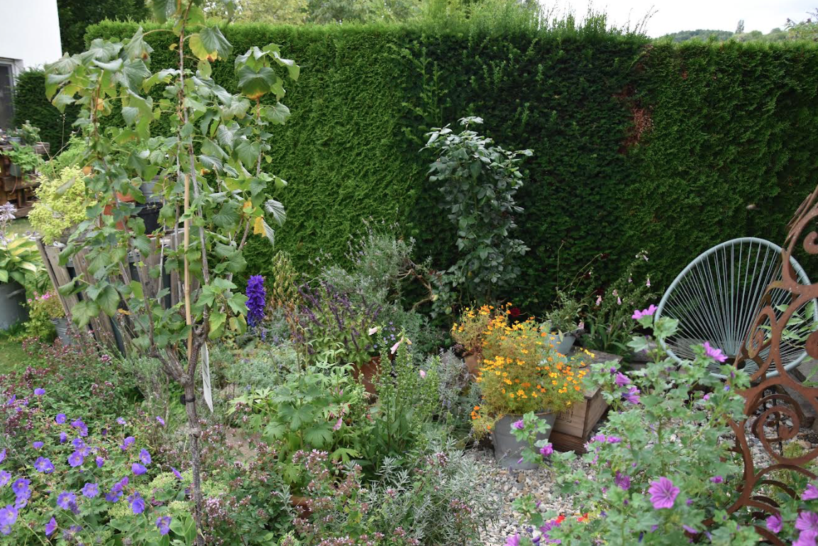 Foto: Garten mit verschiedenen Pflanzen und Blüten.