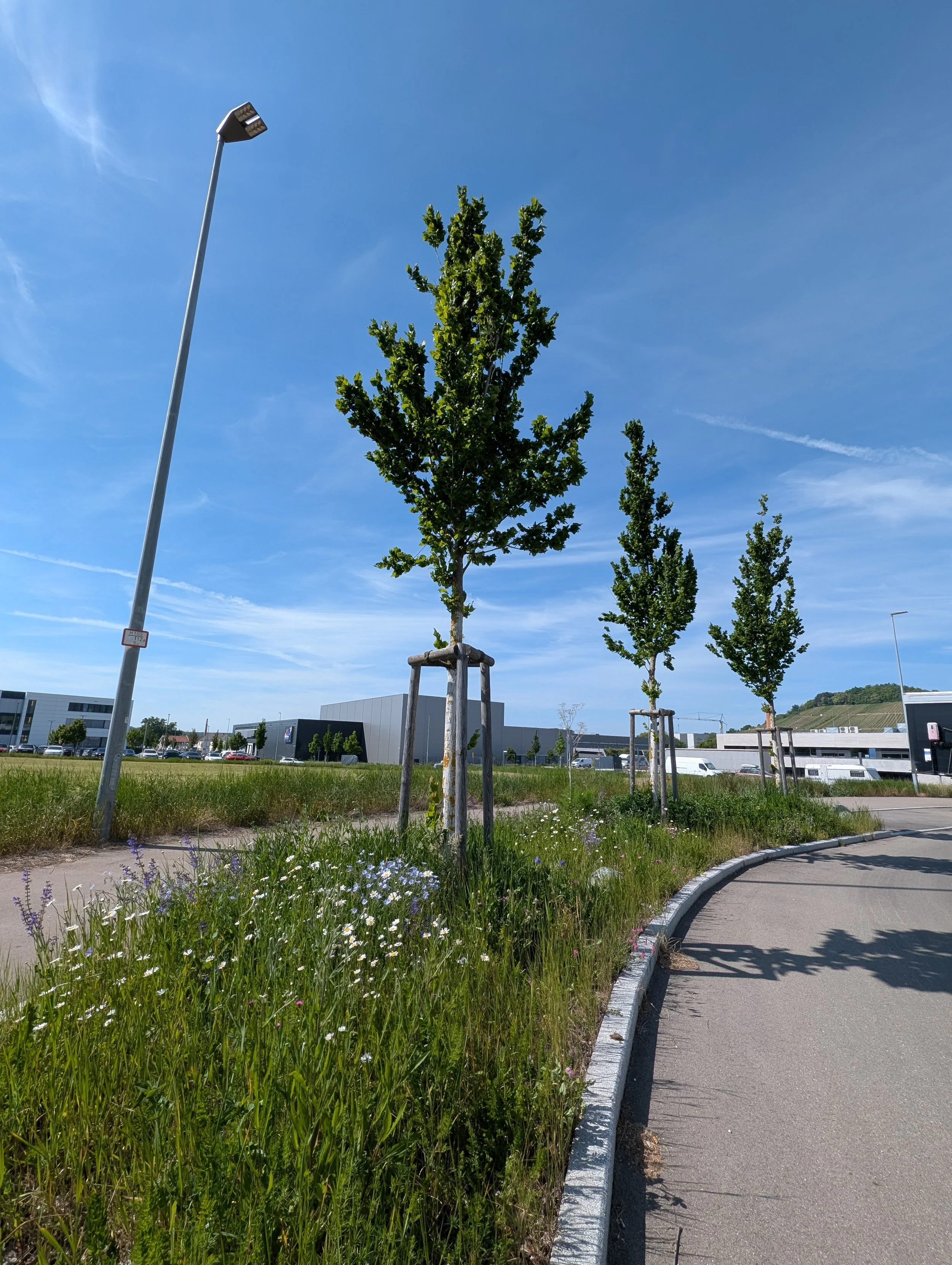 Foto: Drei neu gepflanzte Bäume am Straßenrand. Industriegebäude im Hintergrund.