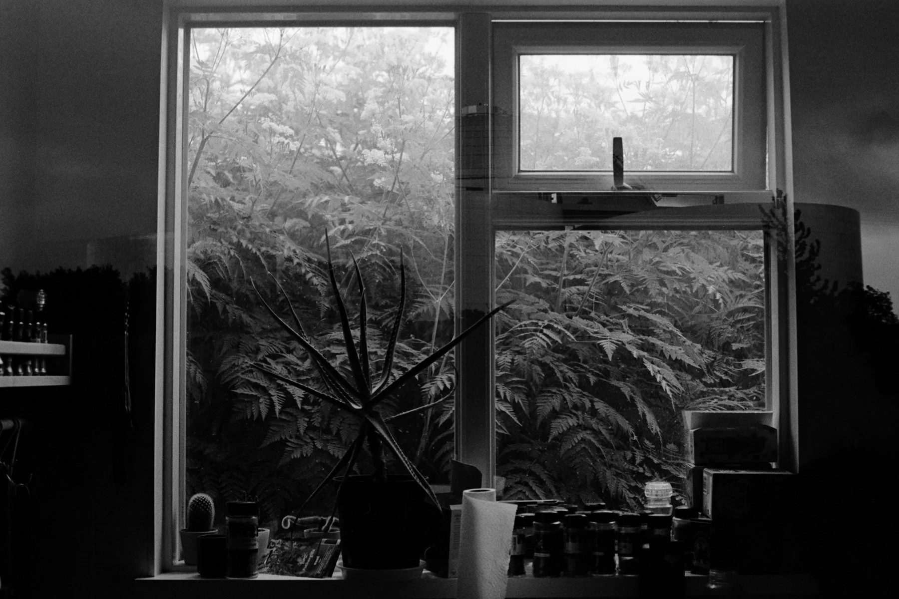 IMG_20260616_0010-Edit copy 2.jpg