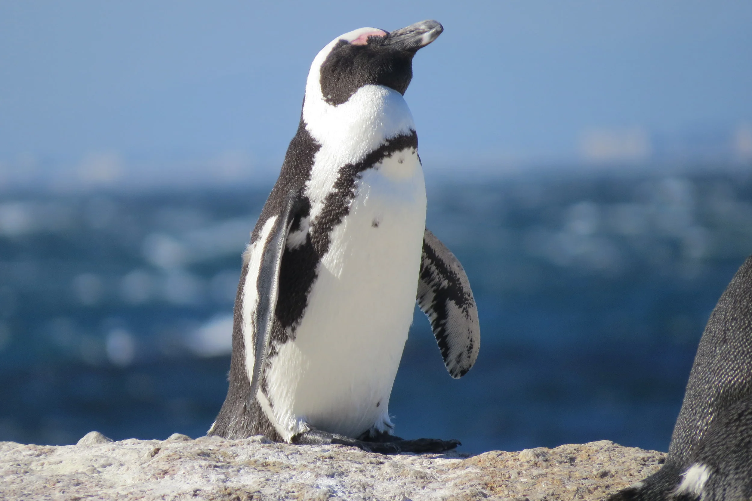 African Penguin- Cape of Good Hope