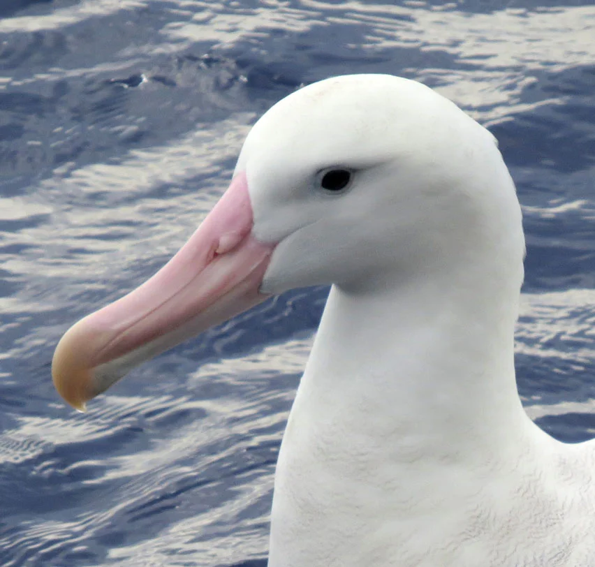 Ali the albatross