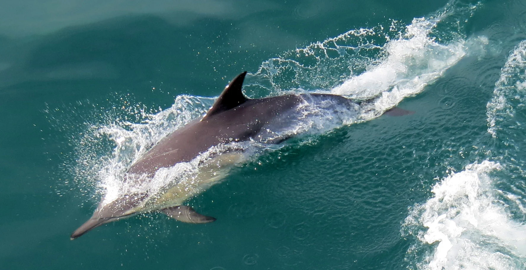 Greeted by dolphins