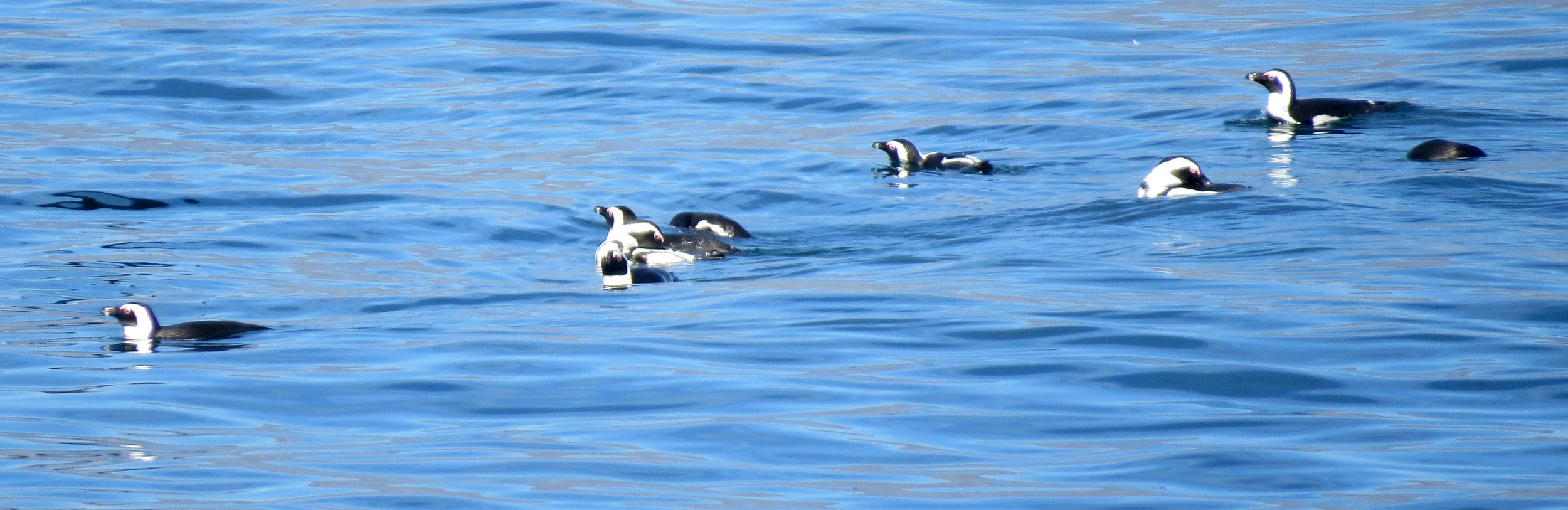 African Penguins