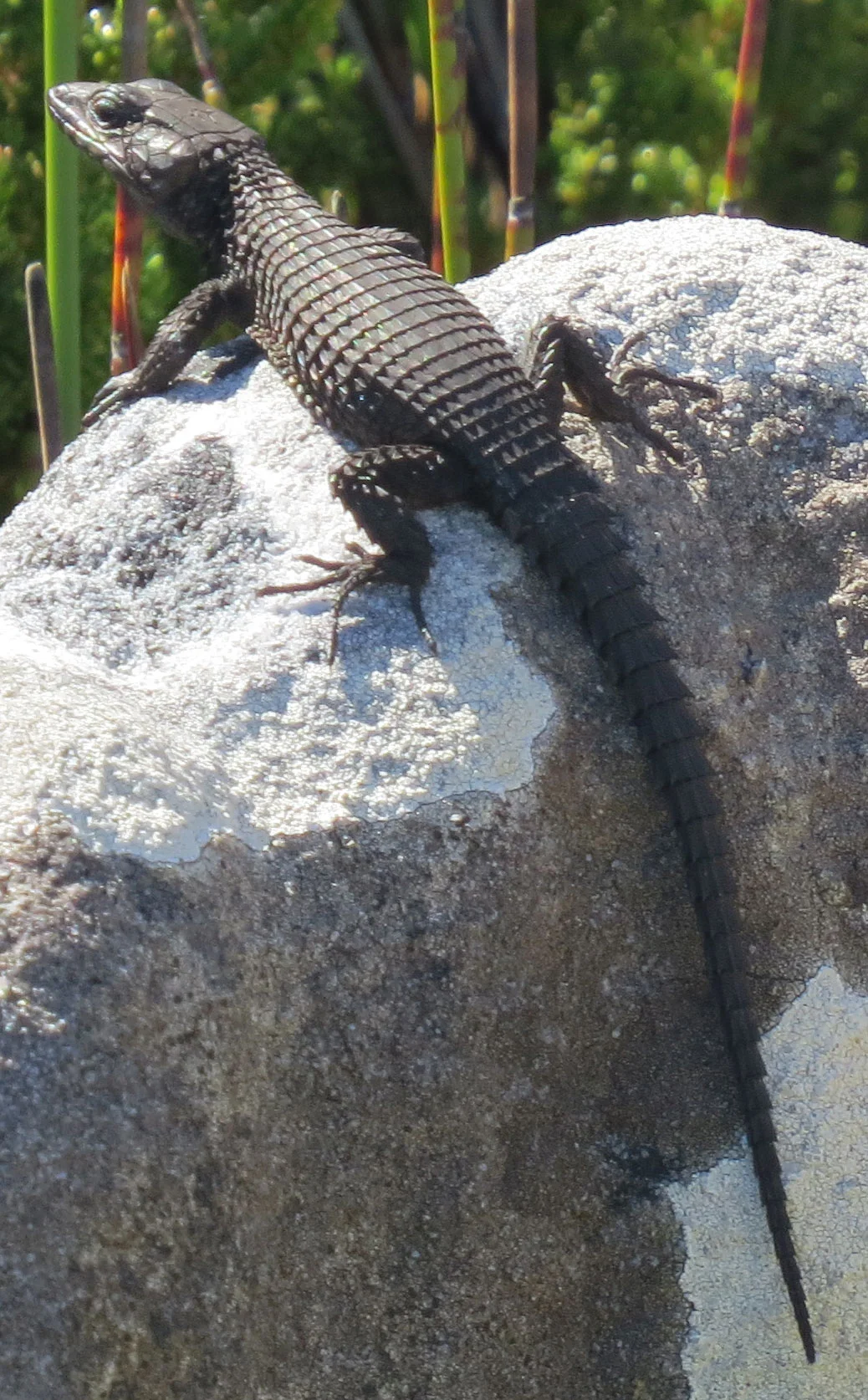 lizard2-IMG_1962.jpg