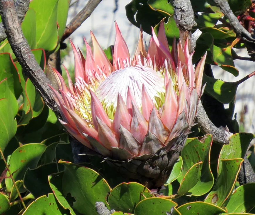 Protea-Cynaroides--IMG_1974.jpg