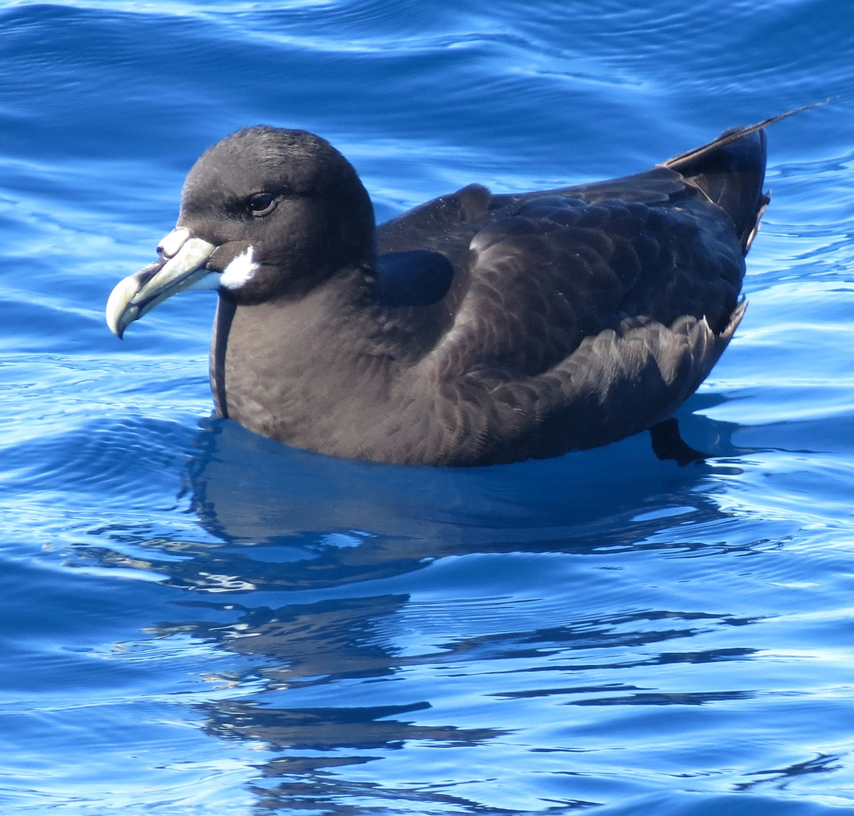 White chinned petrel