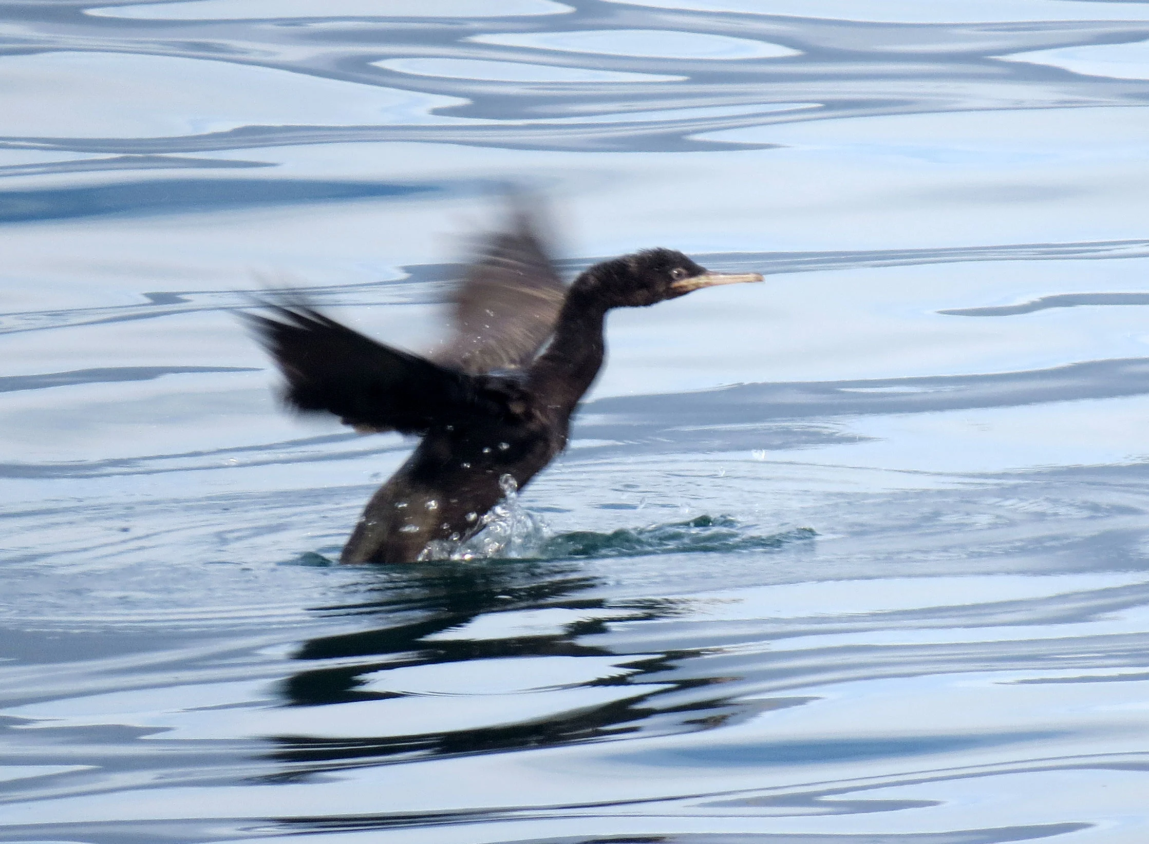 Cape Cormorant