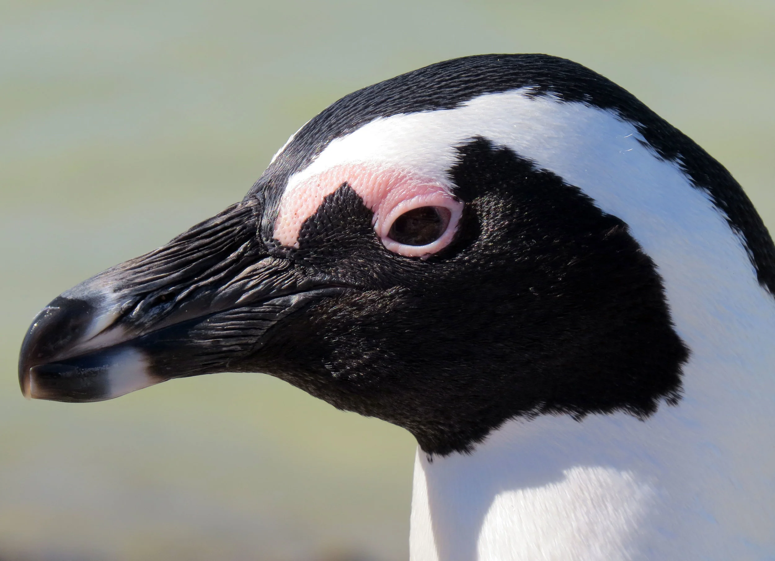 African Penguin