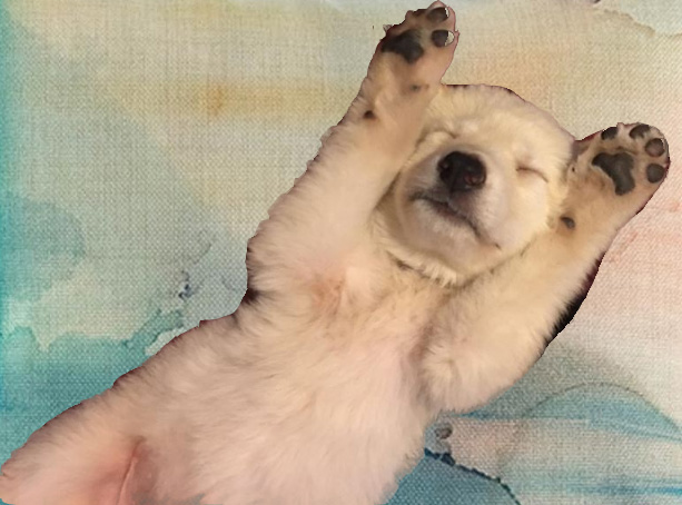 polar bear puppy.jpg