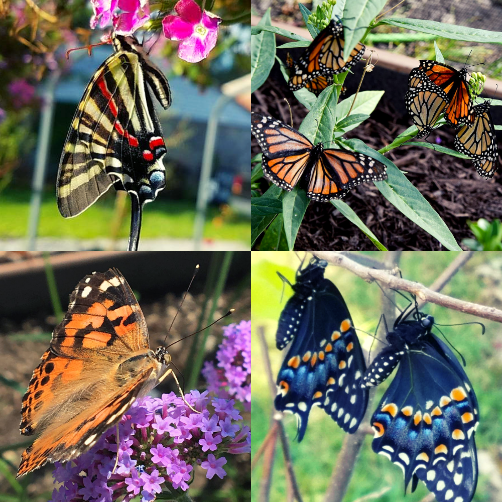 mixed-dozen.png