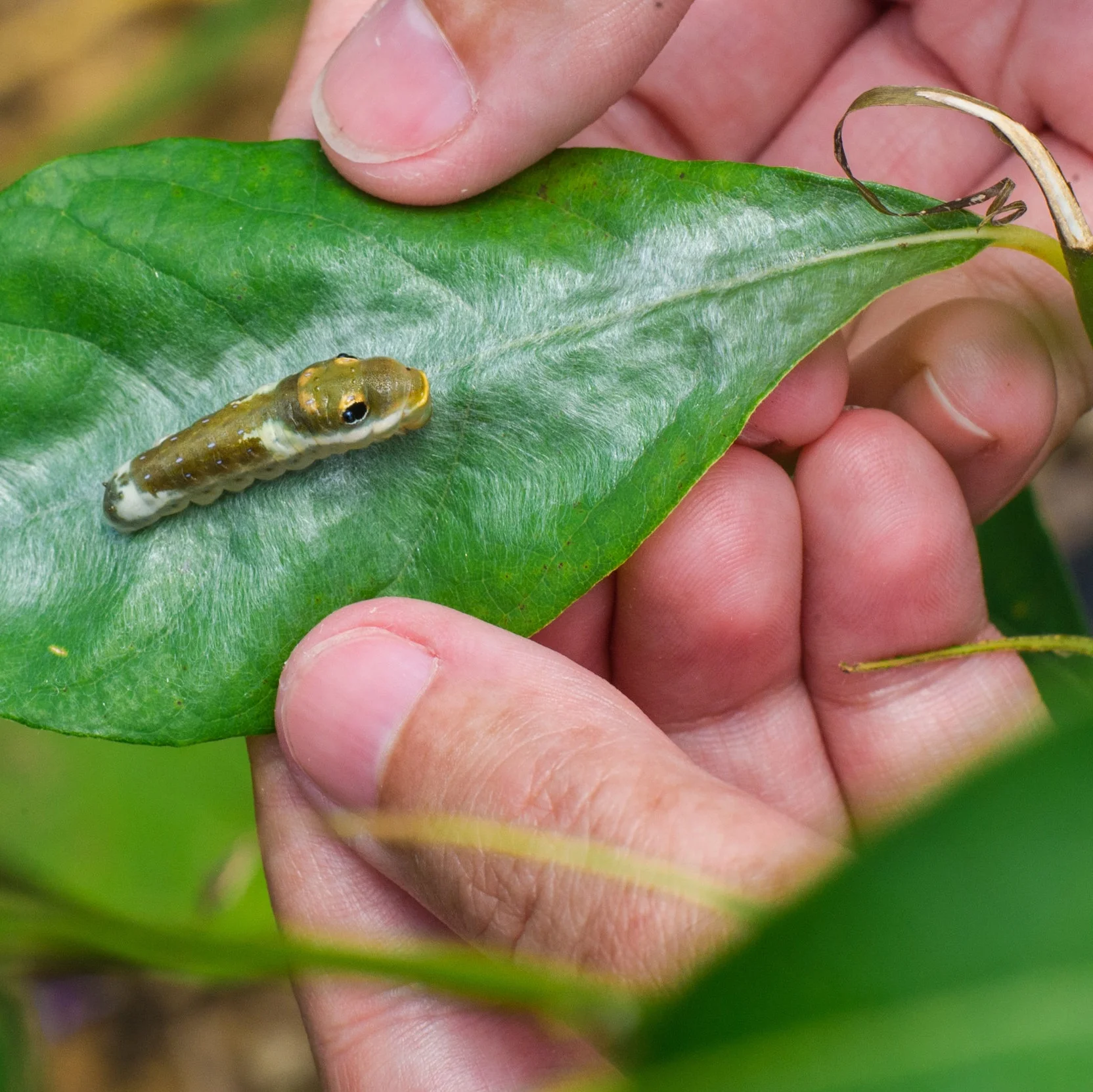Butterflies+and+Catepillars-5617.jpg