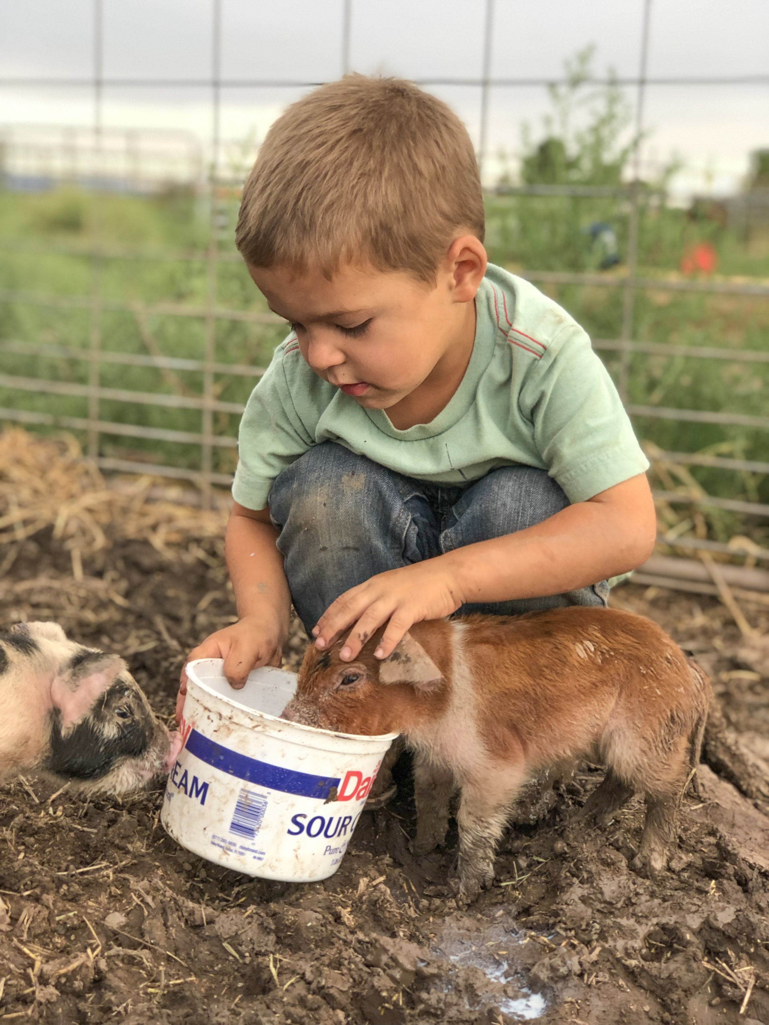 feeding-piglets.JPG