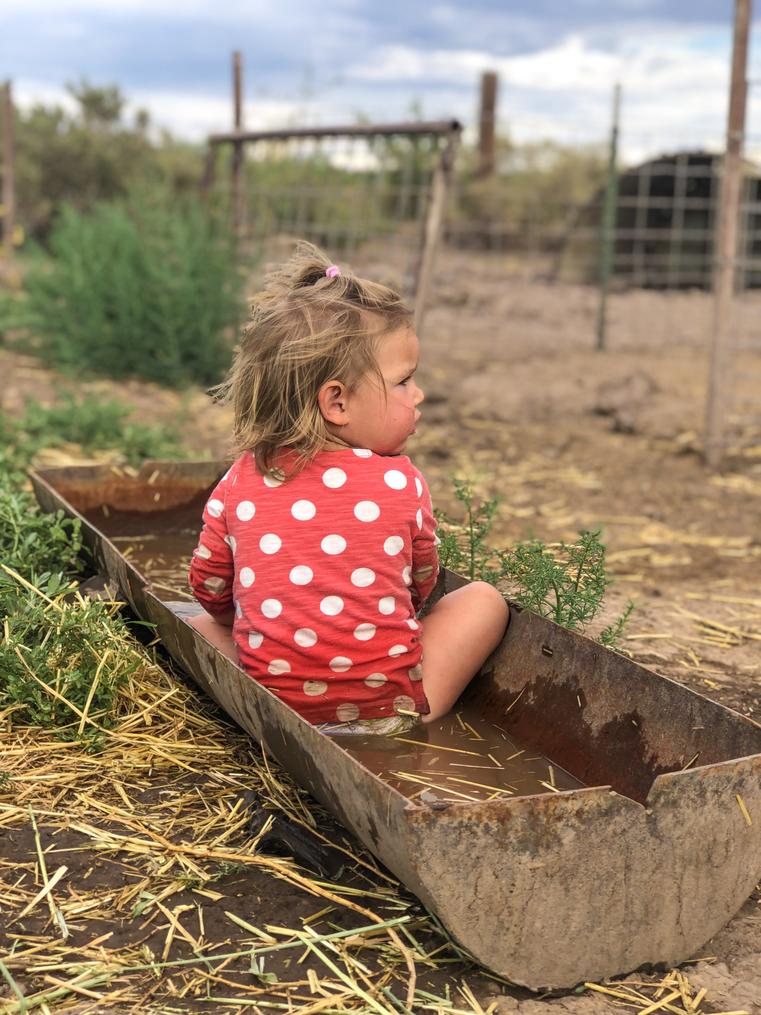 little-miss-in-water-trough.JPG