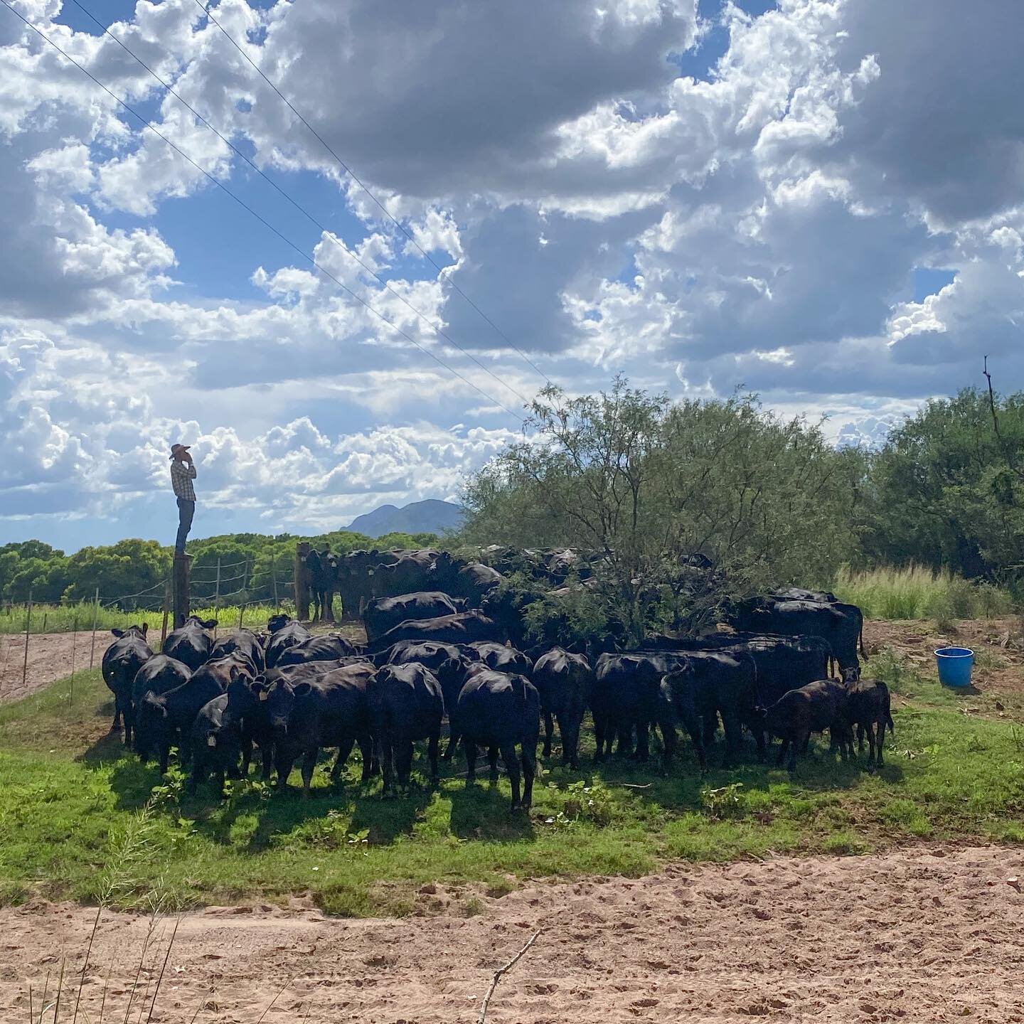 It&rsquo;s not easy counting a herd of cows. Sometimes it requires climbing onto a post to try and get a better view. Then when your counting comes up short, you call some more and wait patiently for the cows and calves who were the furtherest down t