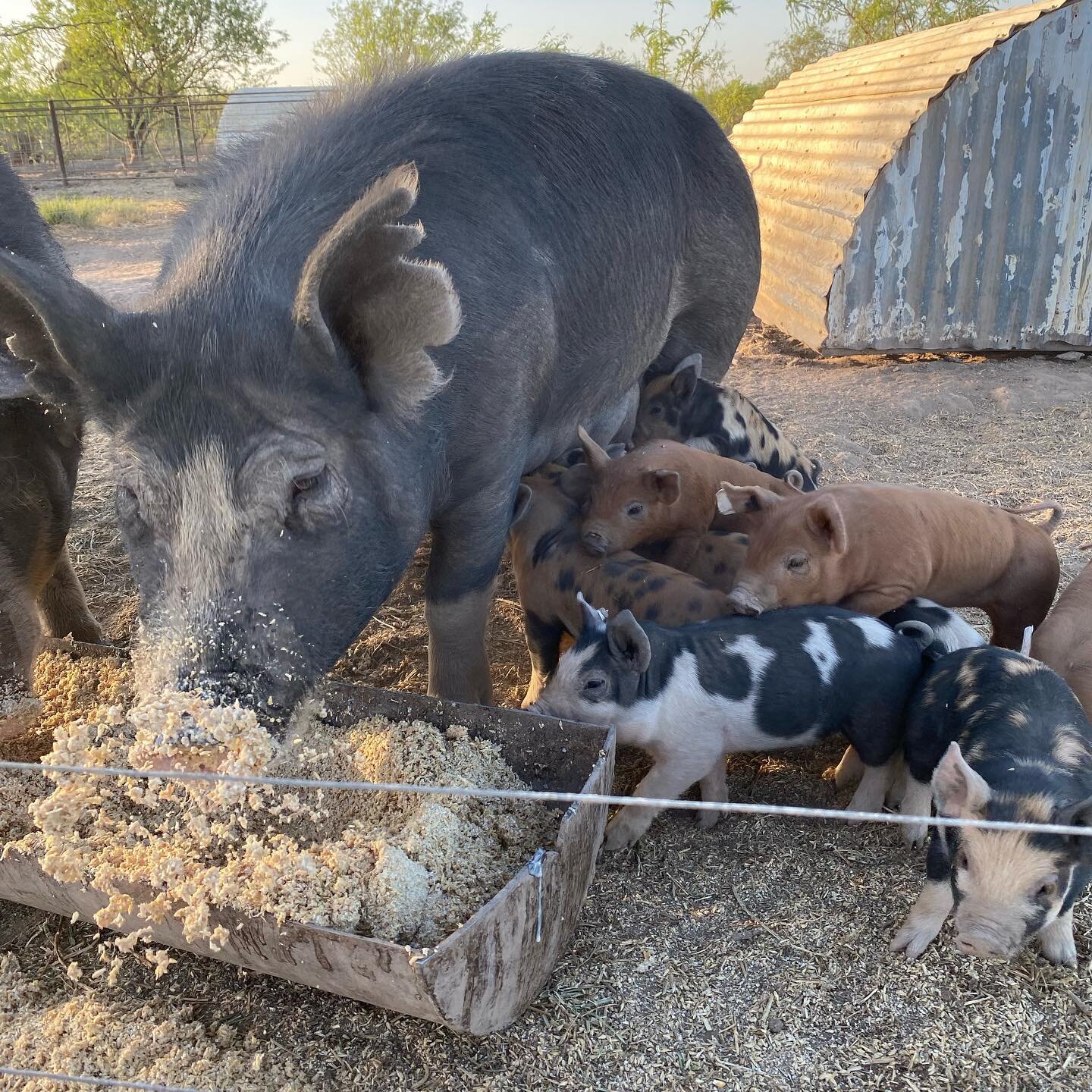 We have an unexpected update this morning. About a week ago, Micah and I were discussing the future of our pig raising. With close to 100 growers and weaners, we came to the conclusion that we need to cut down on the amount of pigs we raise, as its t