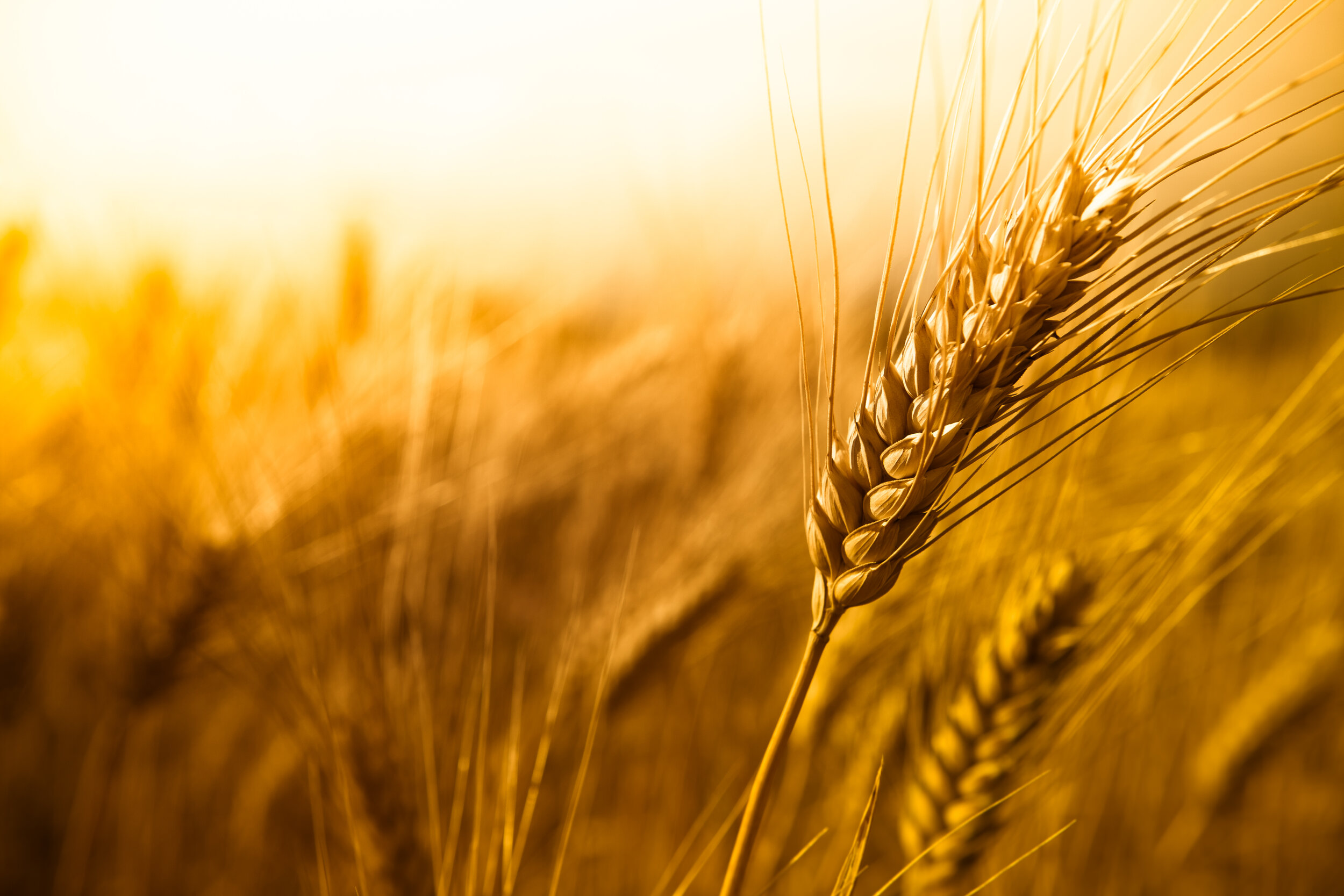 barley.jpg