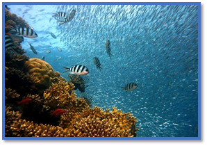 Celebrate World Oceans Day With Us
