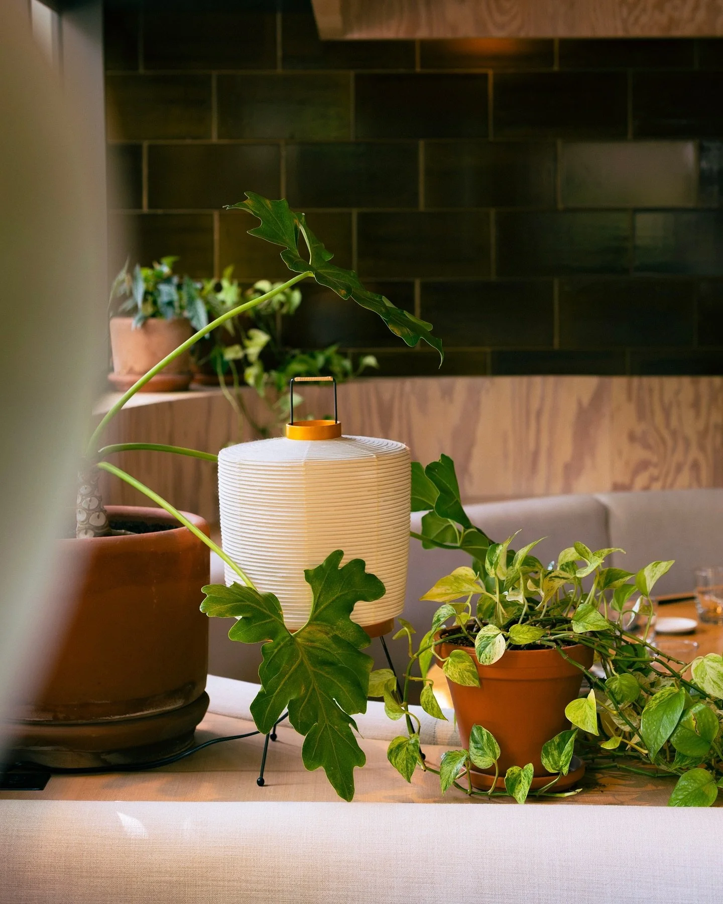 recent 📸 for @takibi_pdx 

featuring their autumn kobachi part of their dinner omakase + ramen with snow-aged noodles made in Niigata. Plus a few more of my favorite scenes from the last few months.