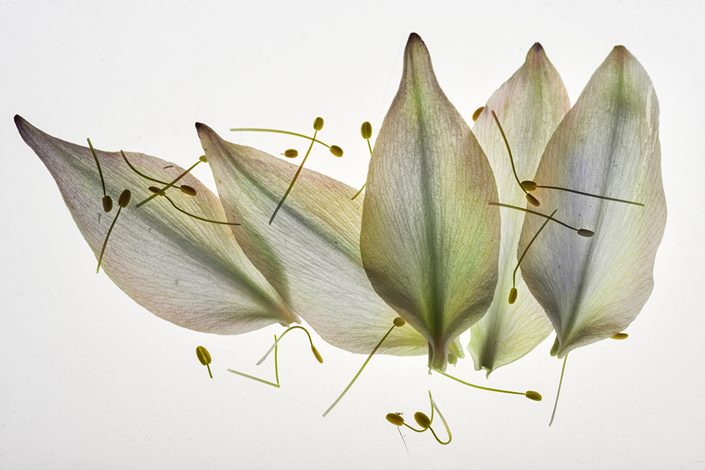 Five Columbine Petals