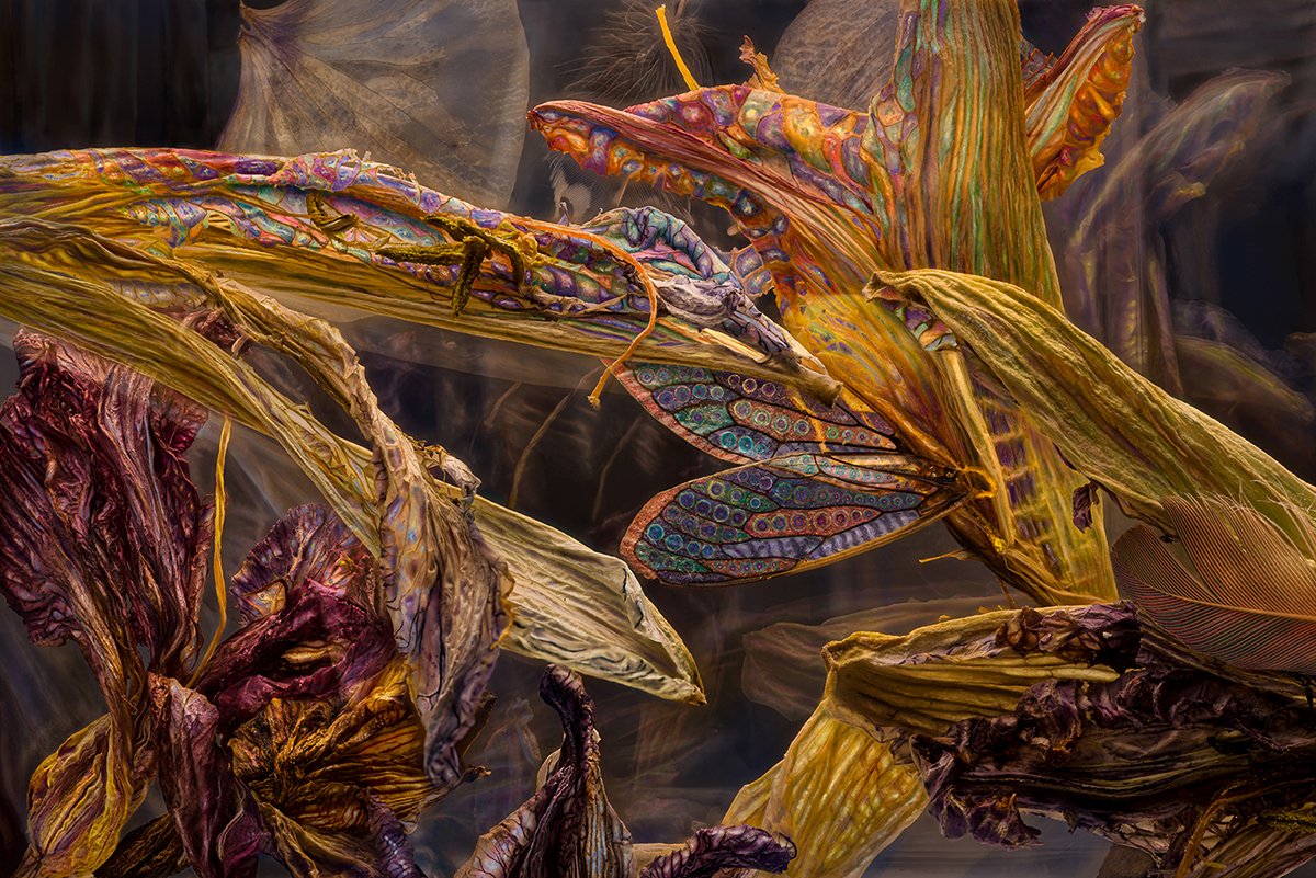    Daylily Cicada Tulip Oriole Feather  &nbsp;&nbsp;     Archival   Print on Dibond&nbsp;&nbsp; 30” x 44” 