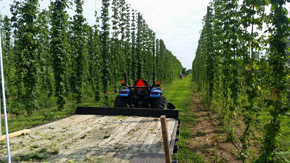 hops2.jpg