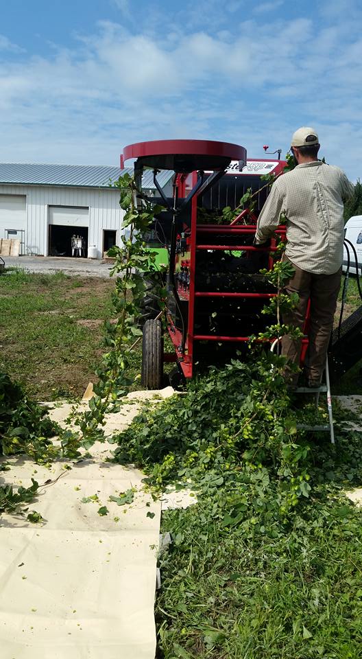 hops2.jpg