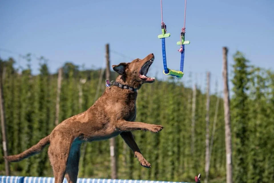 doggies.jpg