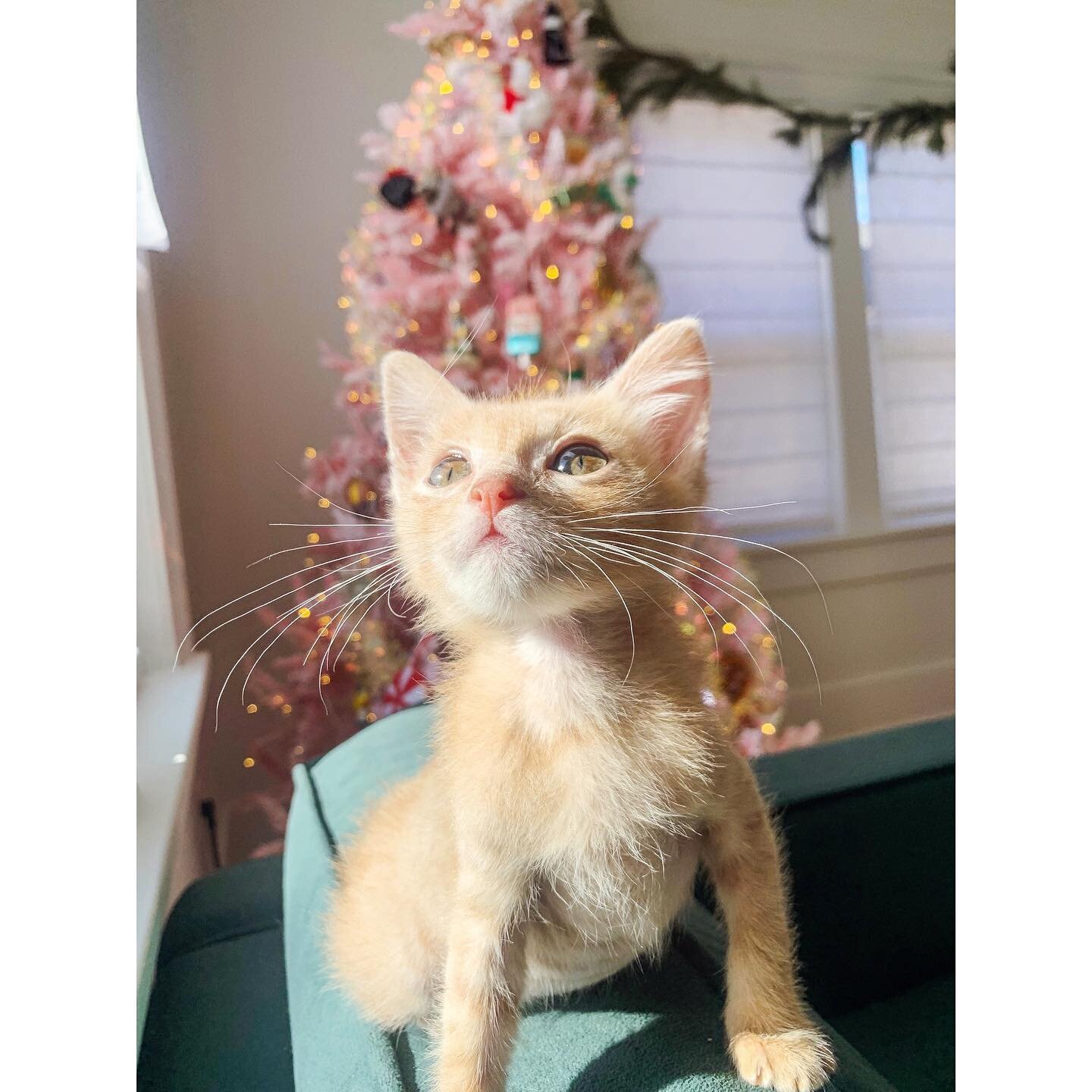 Meet Gus! A sweet little guy who likes to sleep as close to your face as possible, is extremely chatty, and can hold his own when playing with bigger kitties. 😻 He&rsquo;ll be ready for adoption in a few weeks. Want to meet him? Let me knoooow!! 💕