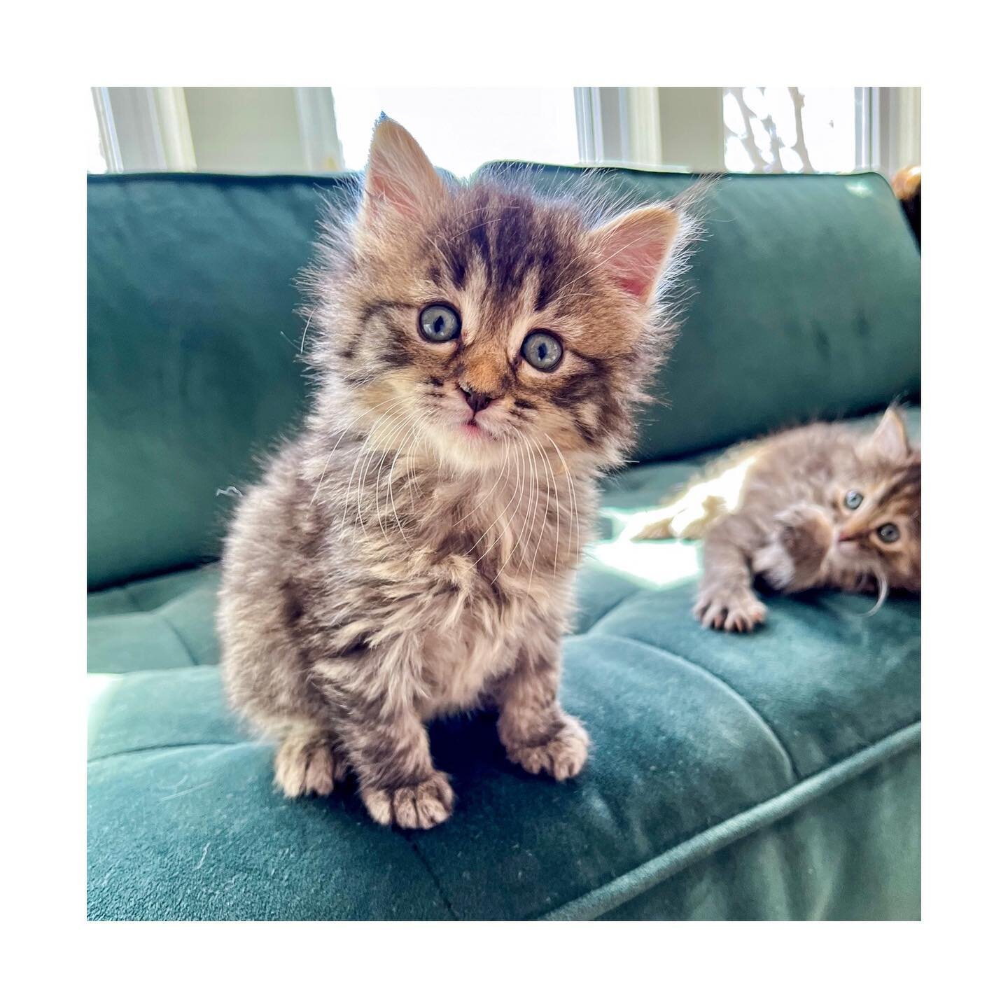 Lookie at my foster kittens! 😻

2 &amp; 5: Cloud, Female
3: Fern, Female
1 &amp; 4: Cub, Male *UPDATE-Claimed*

Come meet them! (I&rsquo;m betting on the fact that you&rsquo;ll fall in love and adopt. 😸) Message me if you&rsquo;re interested!