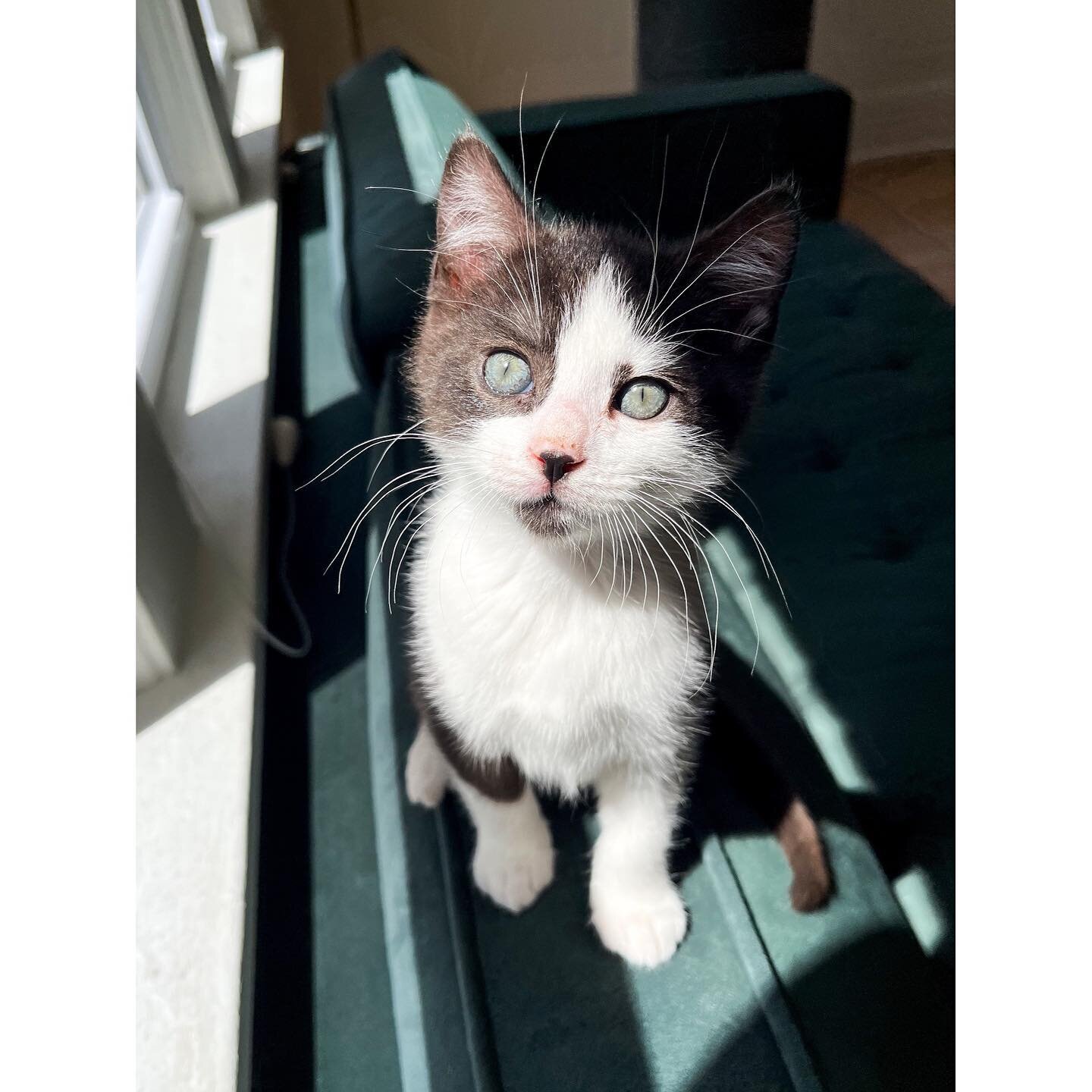 Adopt Albus! He&rsquo;s about 10 weeks old and is ready for a forever home. 🥰 He was my bottle baby foster and grew into an adorably sweet kitten with the cutest chin and neopolitan toe beans. Message me if you want to meet him! 💘