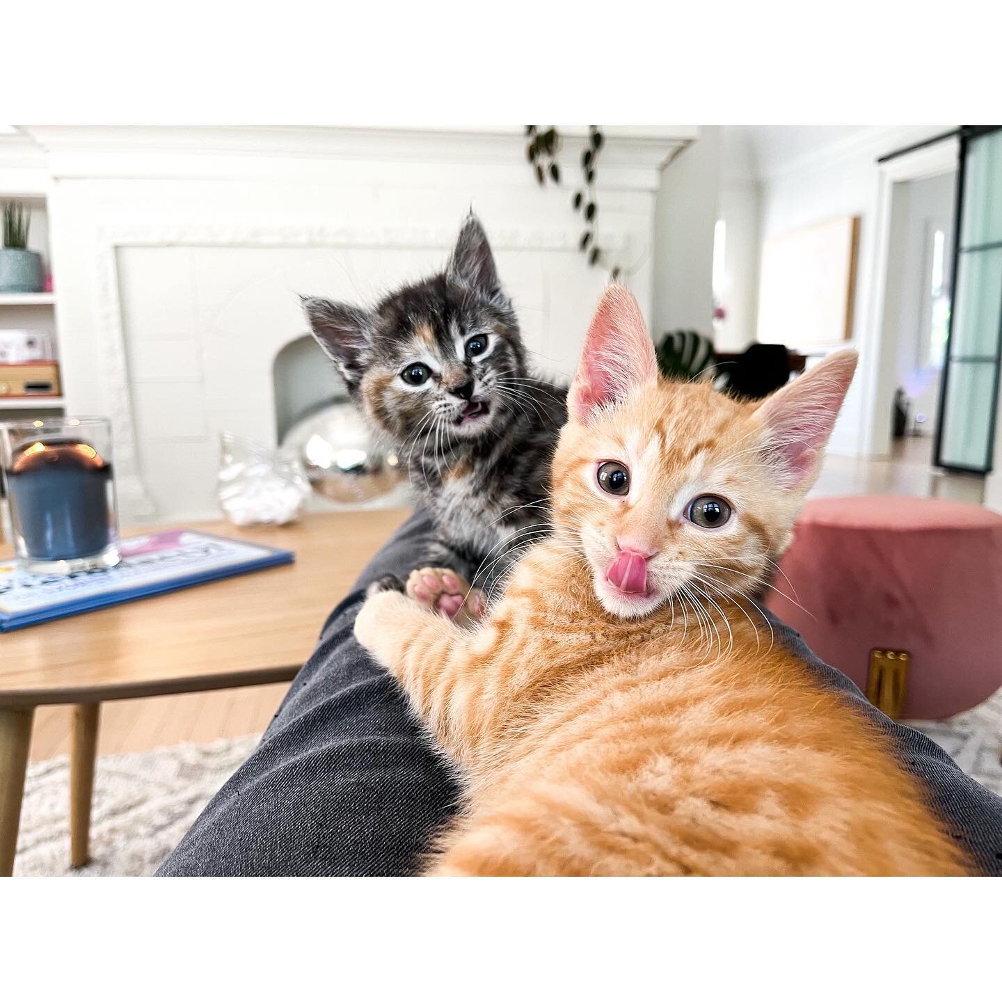 Meet Carl! This sweet orange man is ready for adoption. He&rsquo;s good-natured, playful, and loves a good snuggle sesh. He also loves dogs and other cats. (Pictured here with my other foster, Joanie. She&rsquo;ll be ready in a few weeks.) Message me