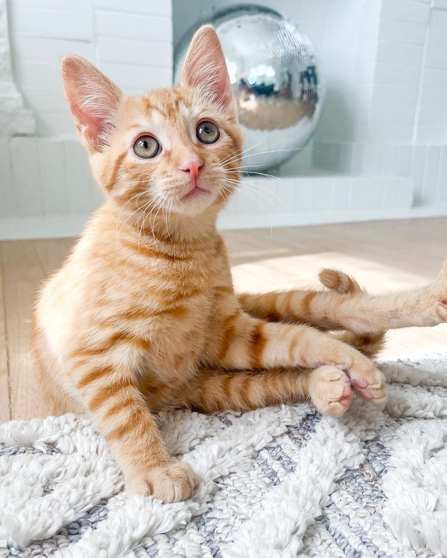 Help me find a home for my foster, Carl! Little orange man has the best spunky personality. He&rsquo;s equal parts playful and snuggly, and he gets along well with dogs and other cats. He also has a cute little chirp and can be quite talkative when i