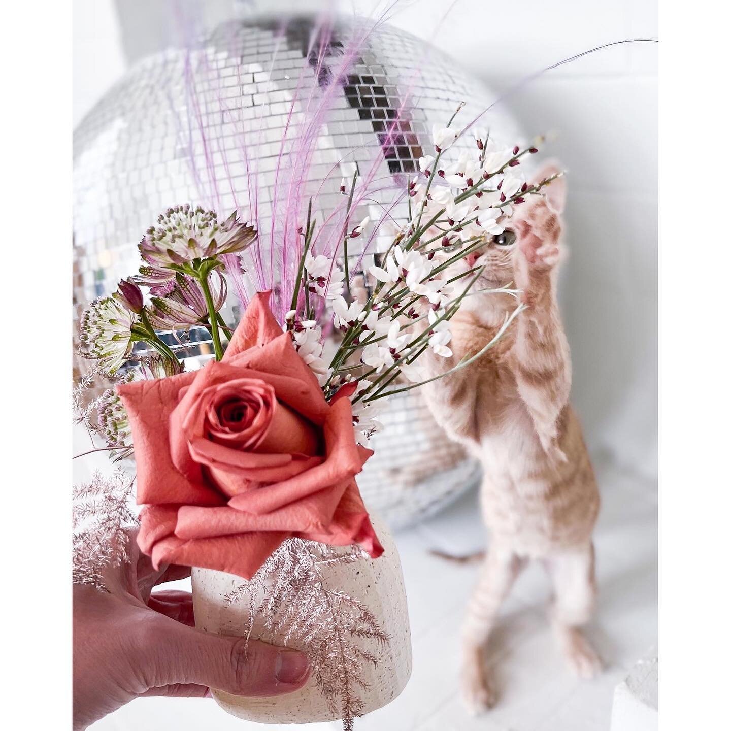 @okhumane is offering the prettiest little flower arrangements (and a cute lip balm) for Valentine&rsquo;s Day this year. 💘Naturally, my foster kittens were the perfect models for the sample photo shoot. 😻 Gus (the peach fuzz) was adopted last week