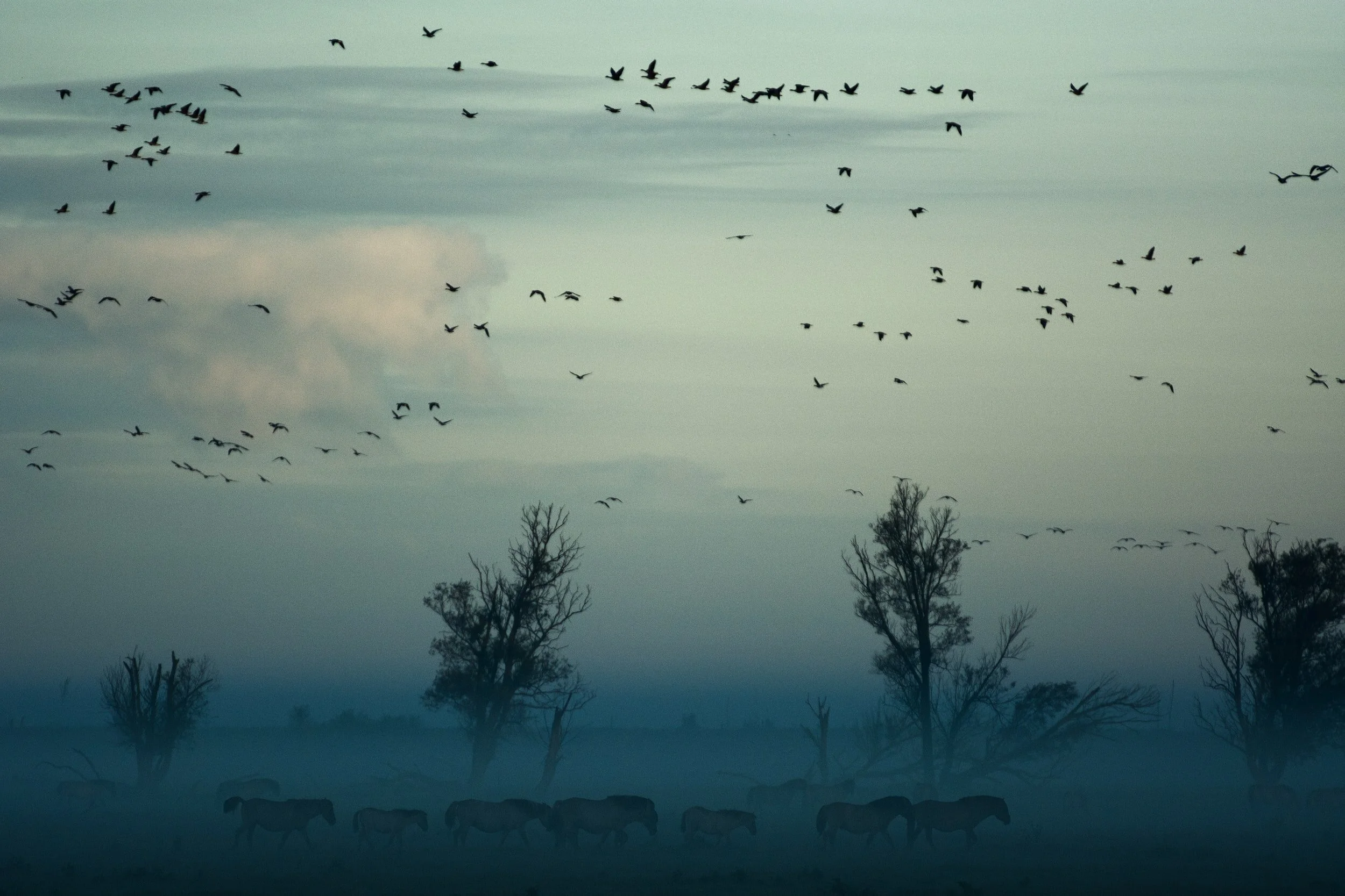Days of Heaven:  Birds, Terrence Malick and Suzuki Roshi