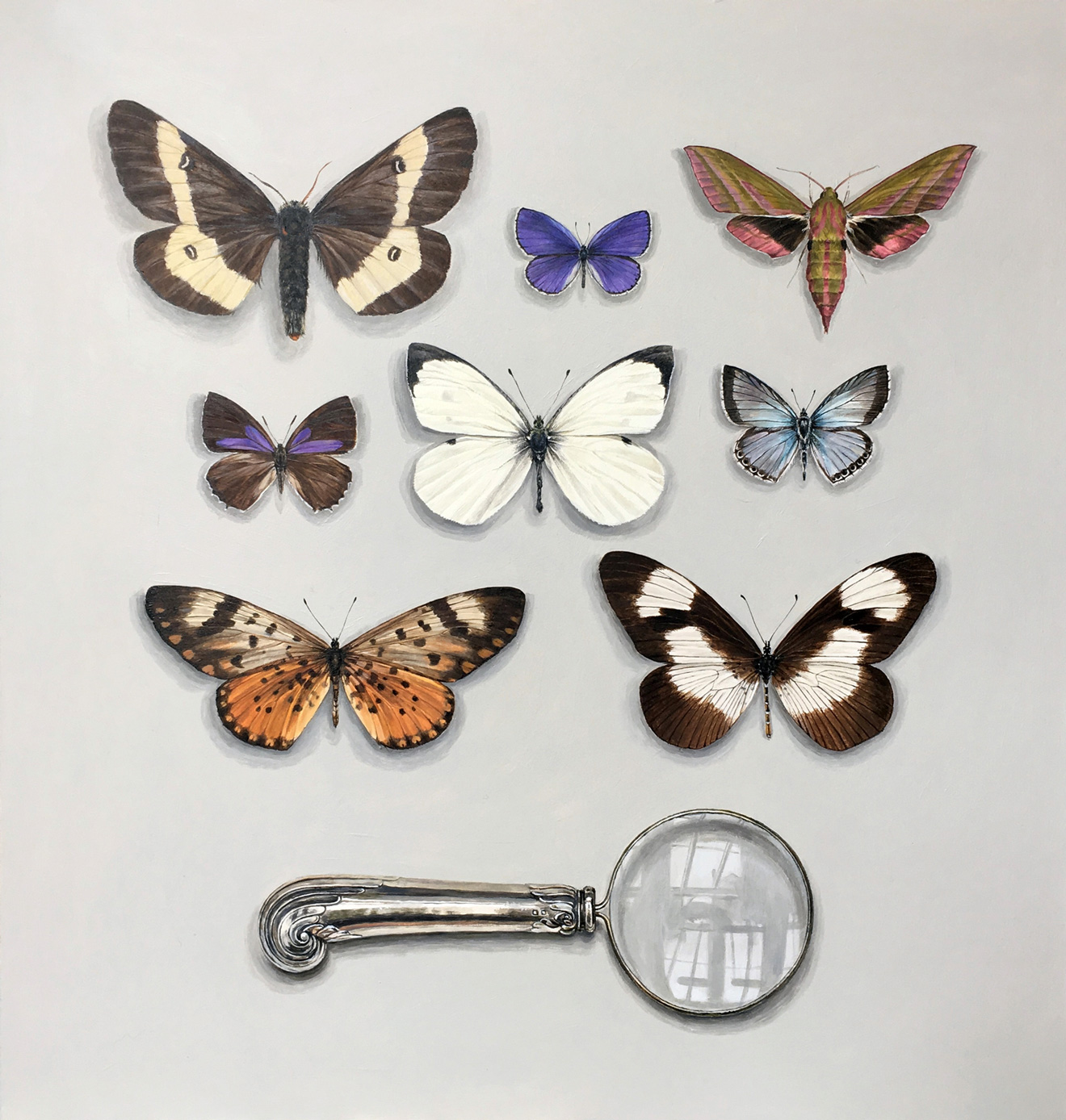 butterfly collection