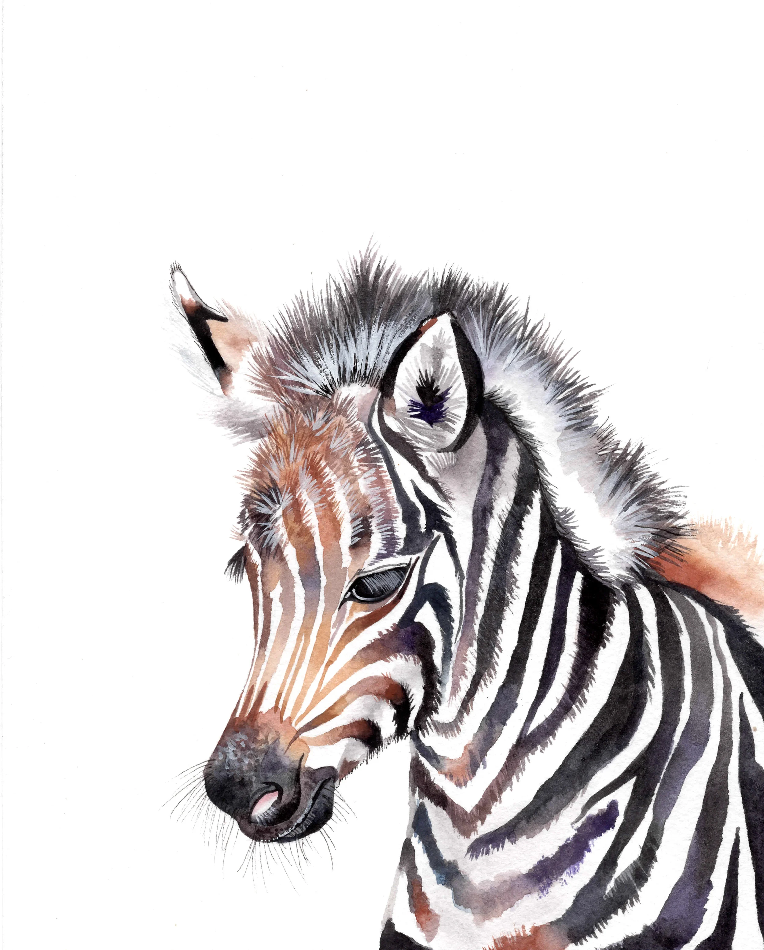 zebra_final.jpg