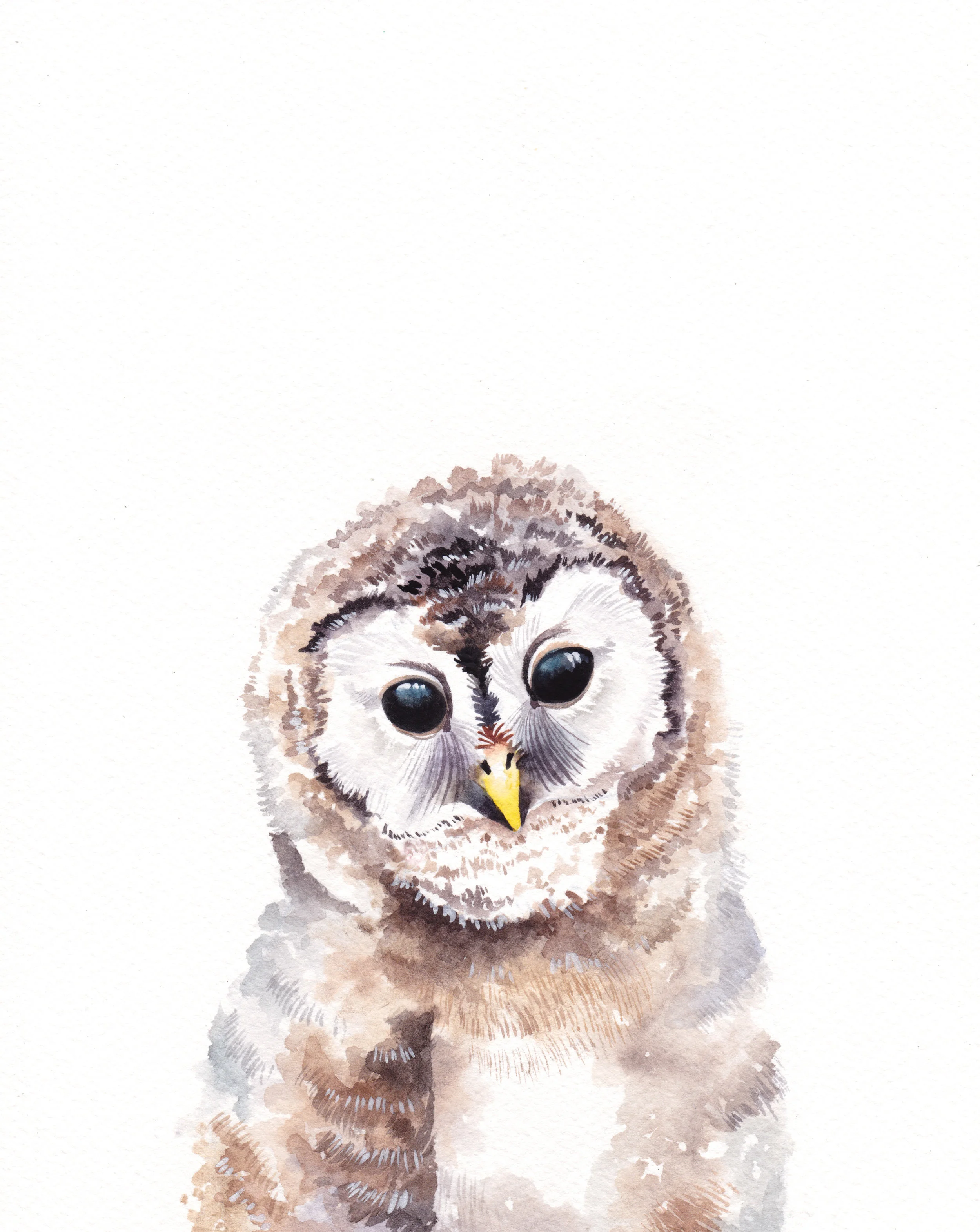owl.jpg