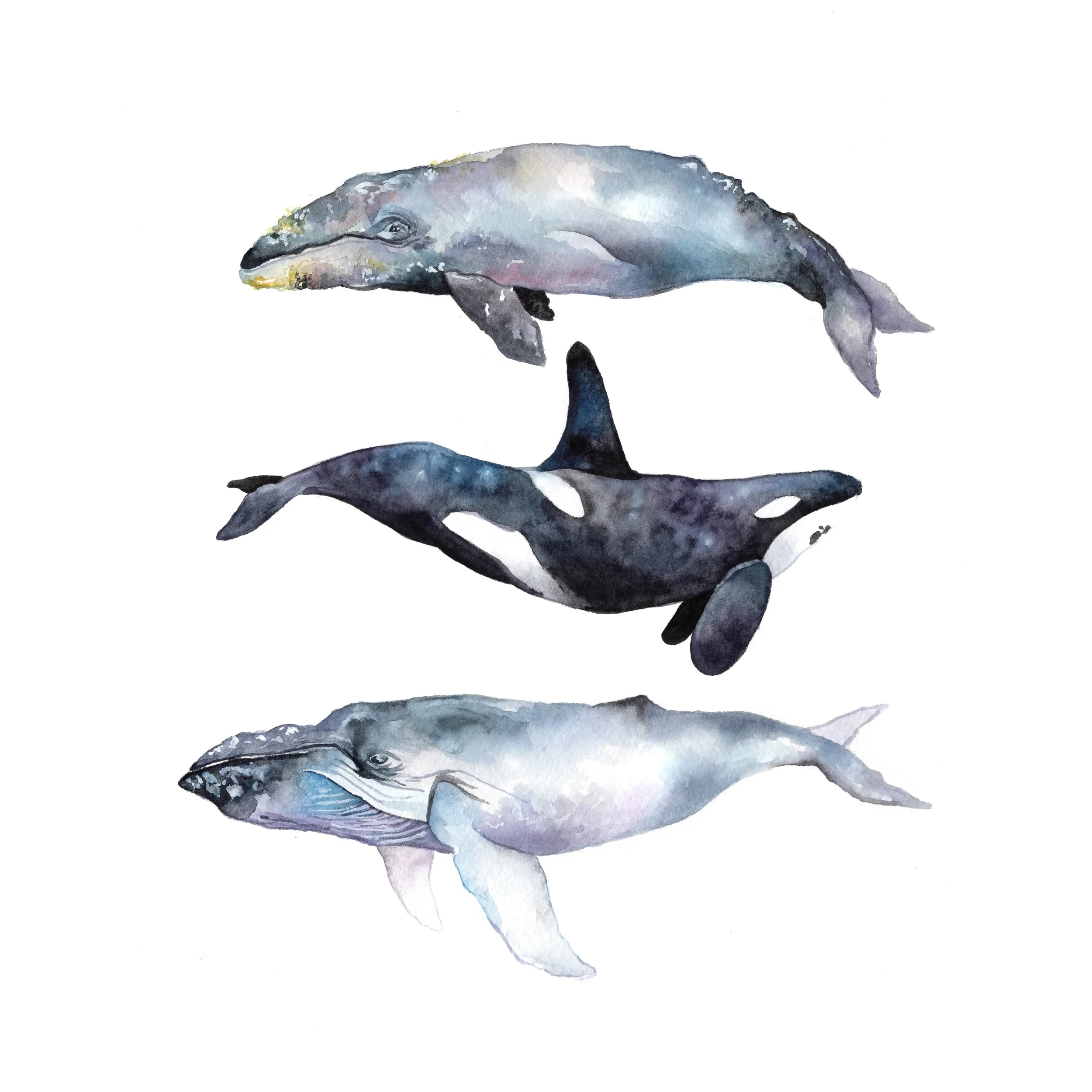 whale_trio.jpg