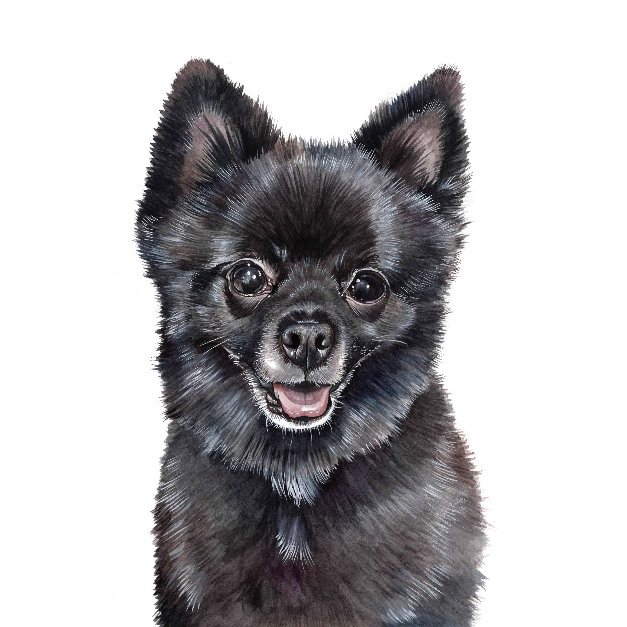 Black Pomeranian Dog Portrait