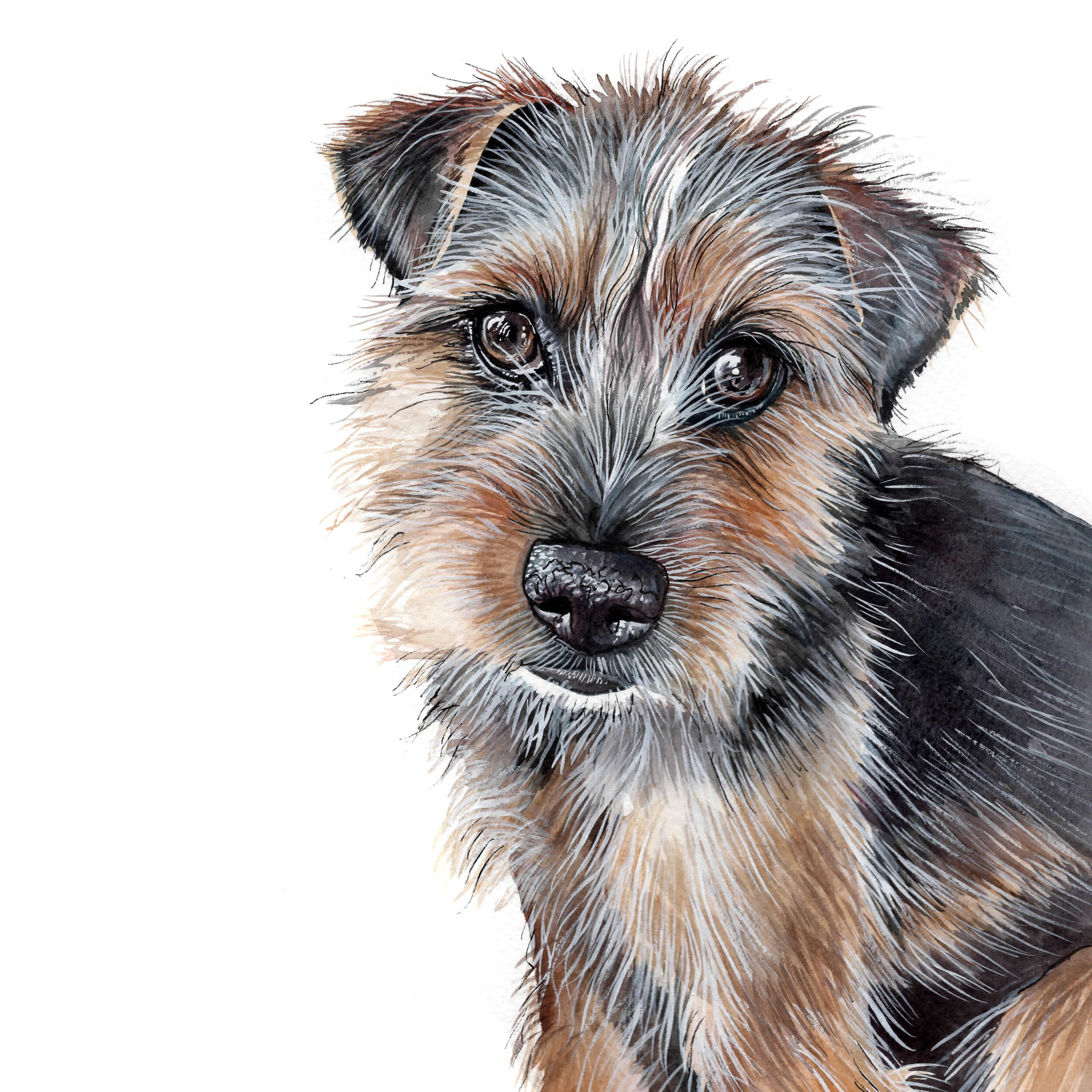 Border Terrier Watercolor Pet Portrait
