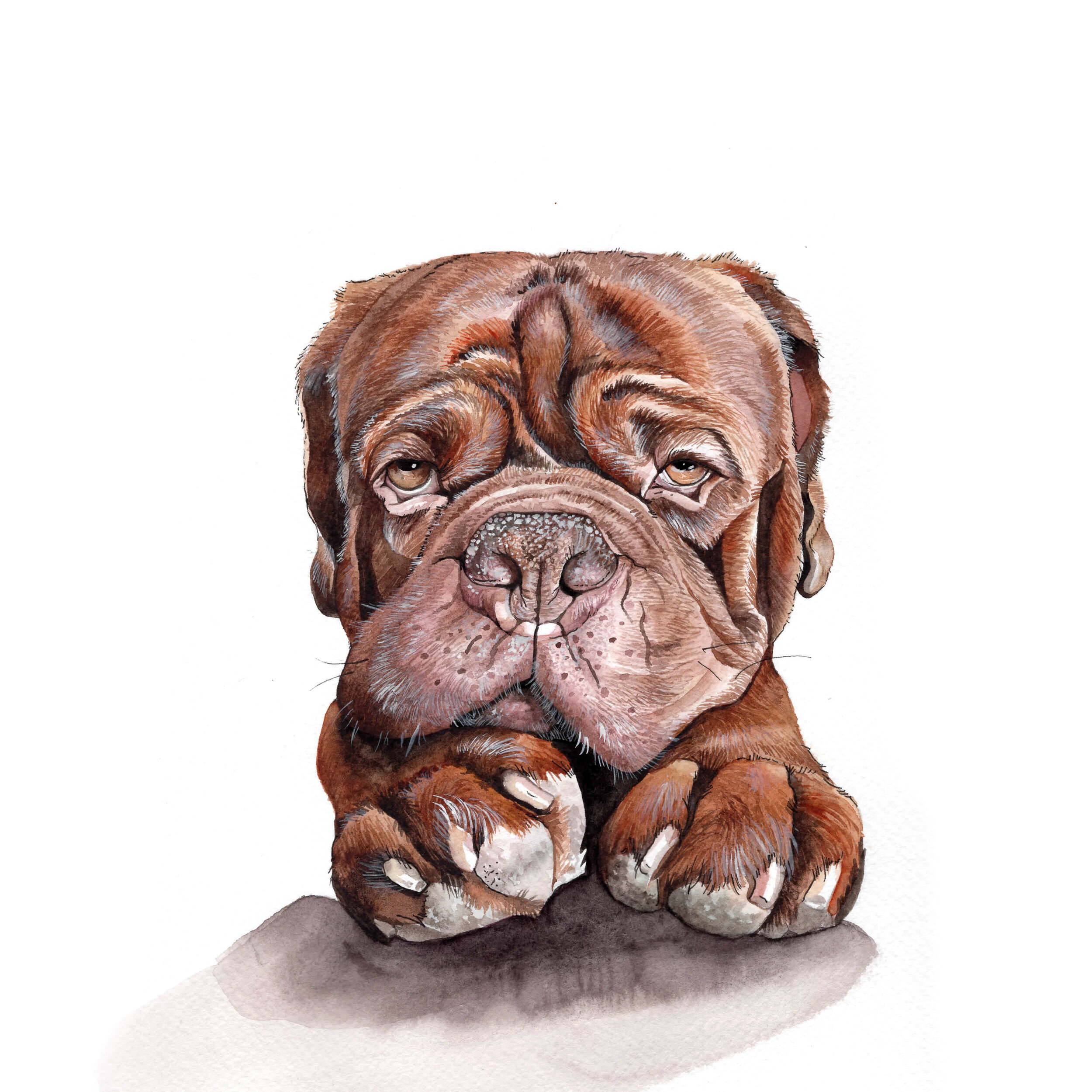 Turner and Hooch Mastiff Pet Portrait