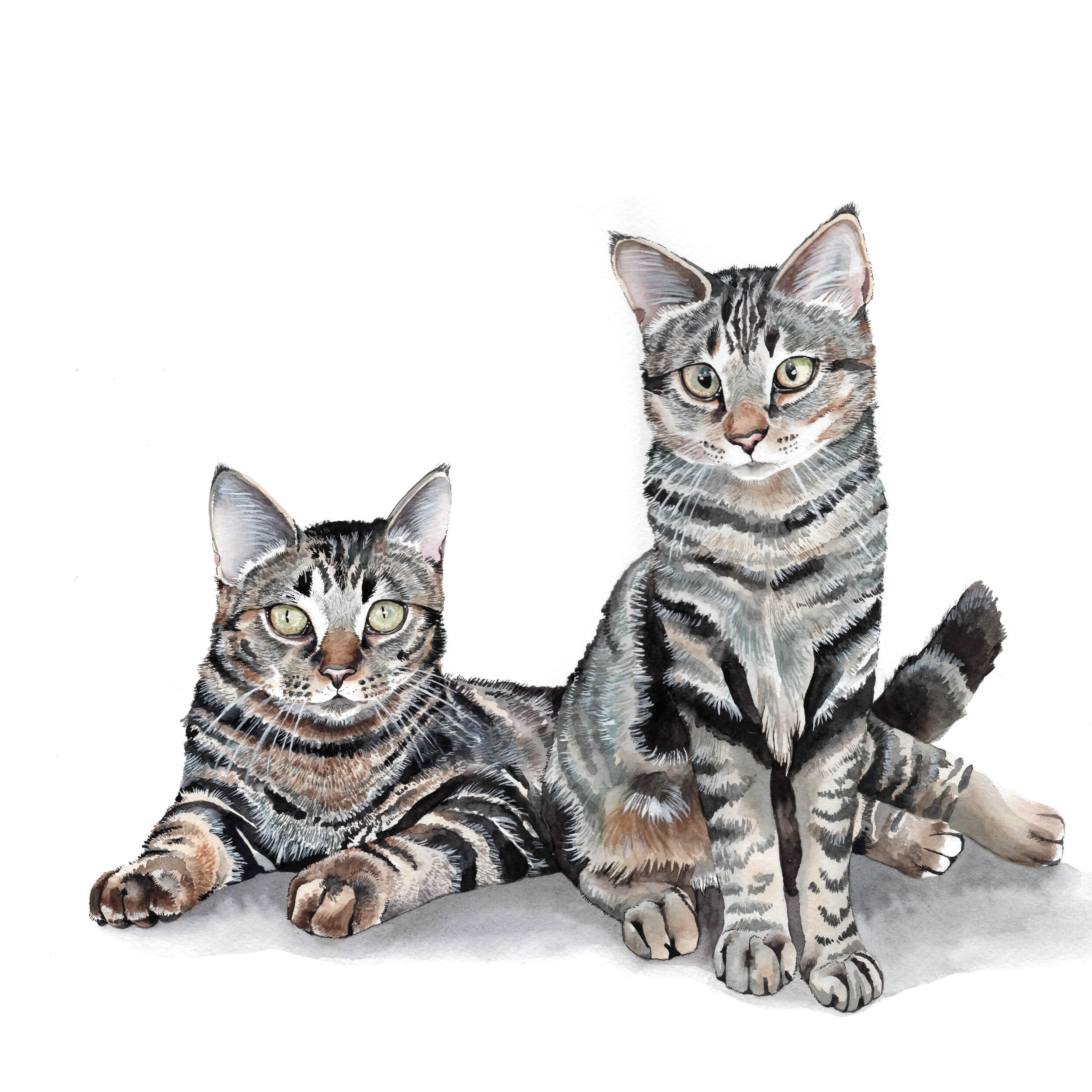 Tabby Cat Sibling Duo Pet Portrait
