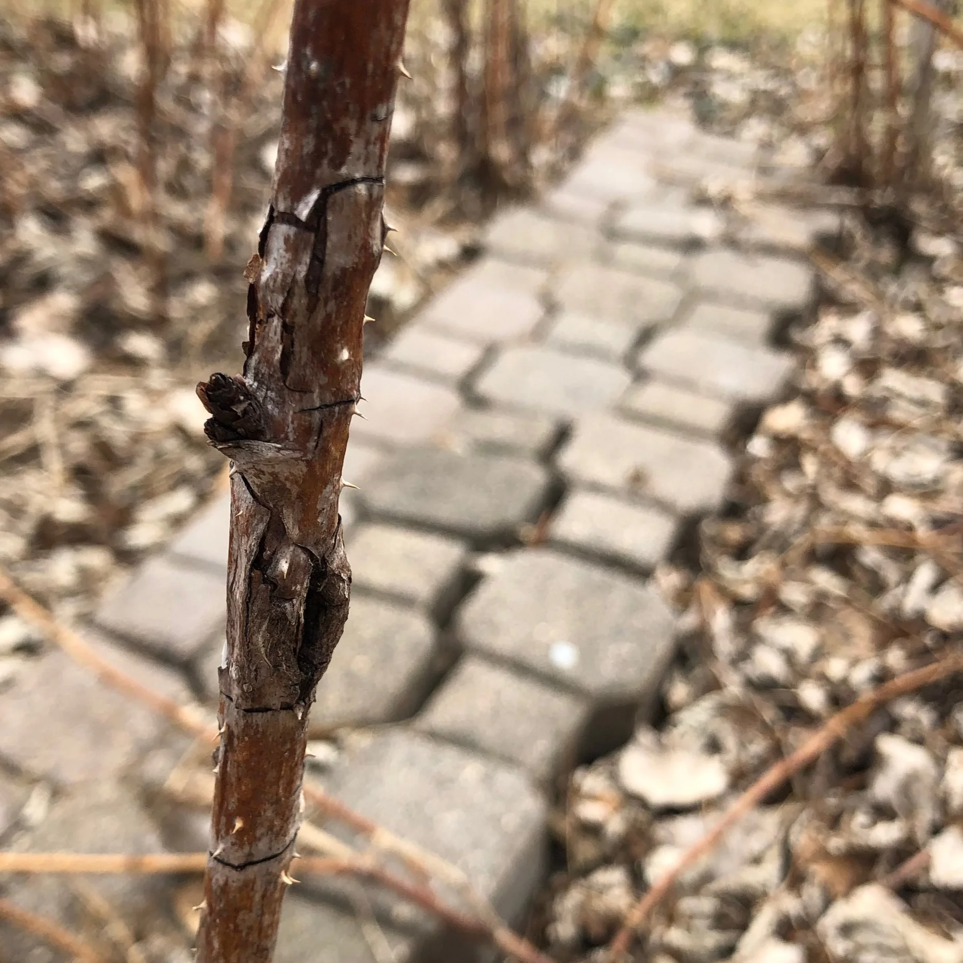 The bark of dead canes is grayish, cracking and peeling. These canes should be cut down to the ground and removed.