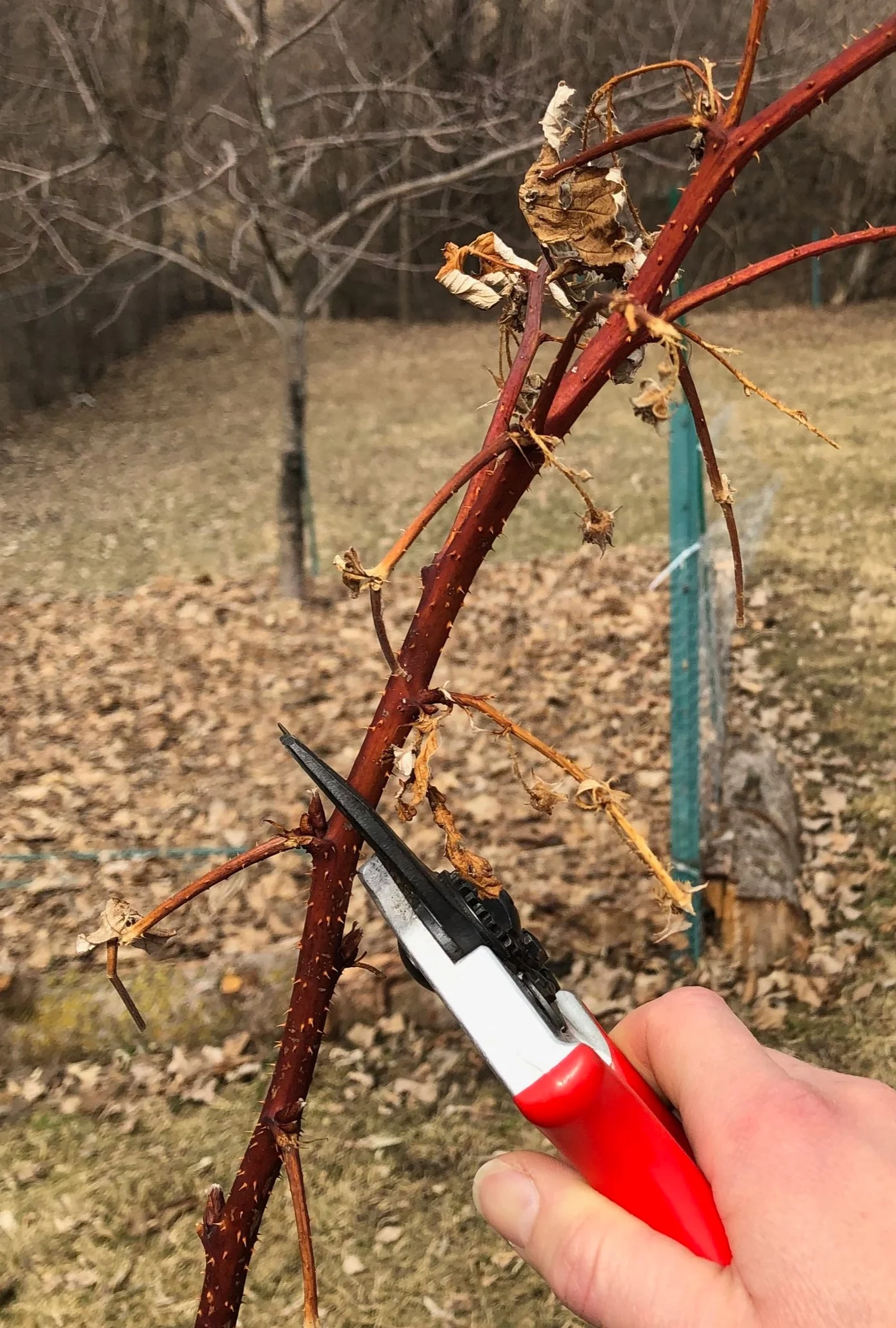When pruning fall-bearing raspberries for a summer harvest, make a diagonal cut just above the first bud that did not produce fruit the previous season.