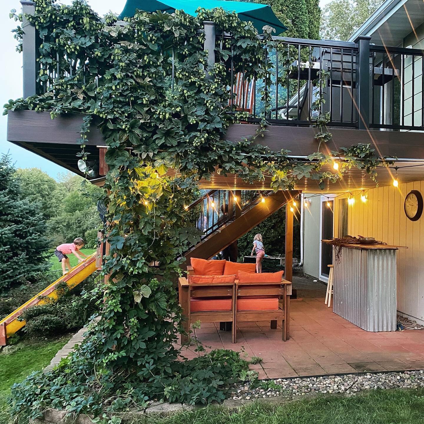 Edible landscaping can be beautiful 𝘢𝘯𝘥 functional. Take this hops vine (technically a &quot;bine&quot;) - it climbs up the side of our deck every year, making the whole space feel cozy and lush at the same time. It also provides a bit of shade in