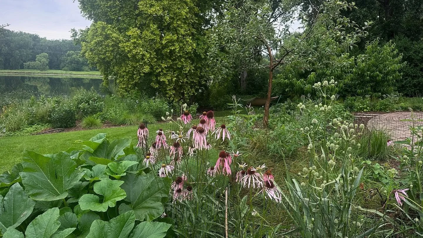 It&rsquo;s hard to capture the beauty of a full landscape. This Eden Prairie project is just one year old and it is blowing us away with its luscious growth and beauty. With over a thousand native plants and edibles including hazelnut, chokeberry, bl